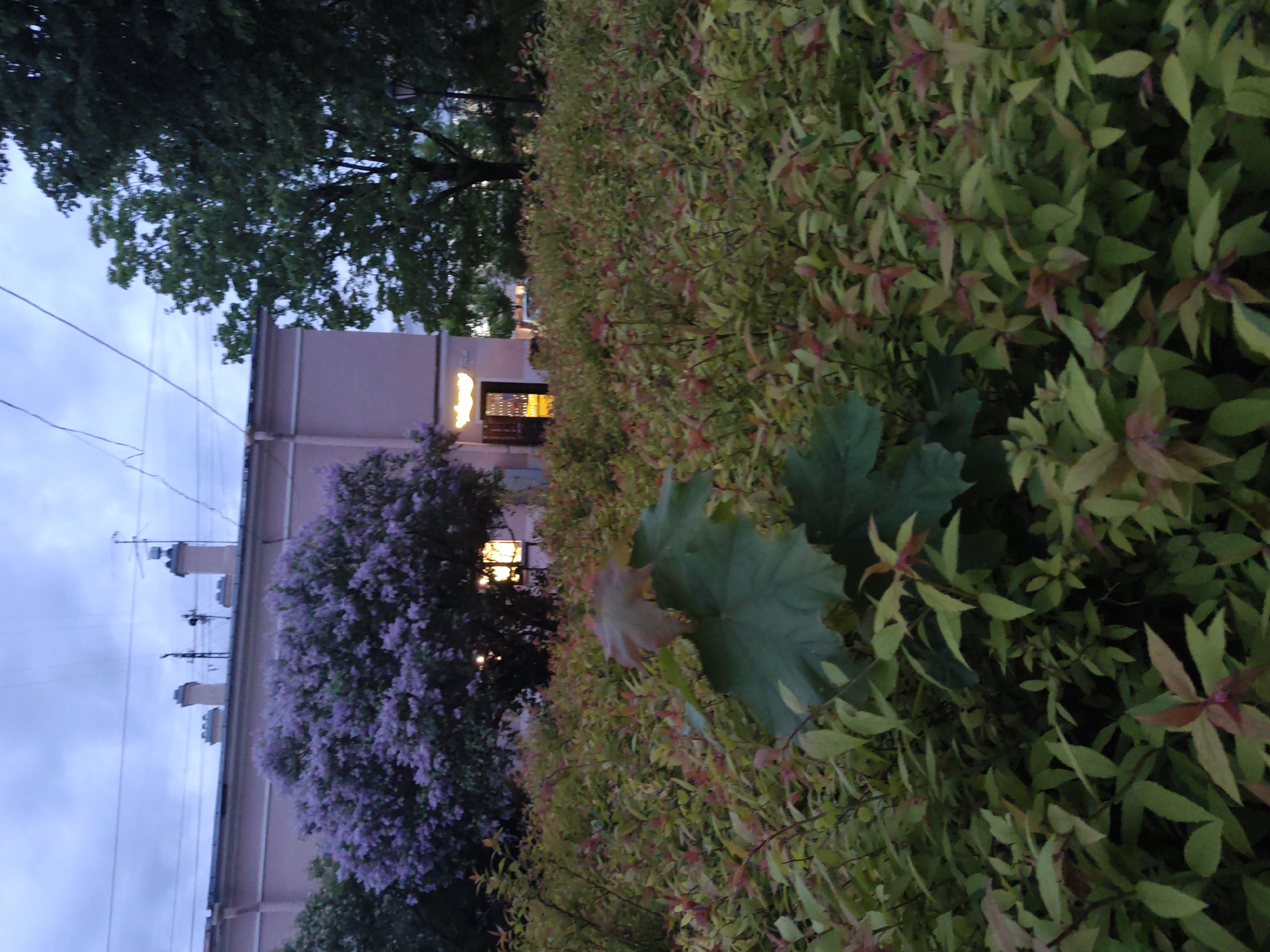The image depicts an outdoor scene in Pushkin, Russia. A light pink building is visible in the background with a window emitting light. To the left, a large lilac bush with purple blossoms partially obscures the building. A dense hedge of small green and red-tinged leaves fills the foreground and right side of the image, with a couple of larger green leaves interspersed. Power lines are visible against the sky. A large tree with dark green foliage is partially visible at the top left. The sky is overcast.