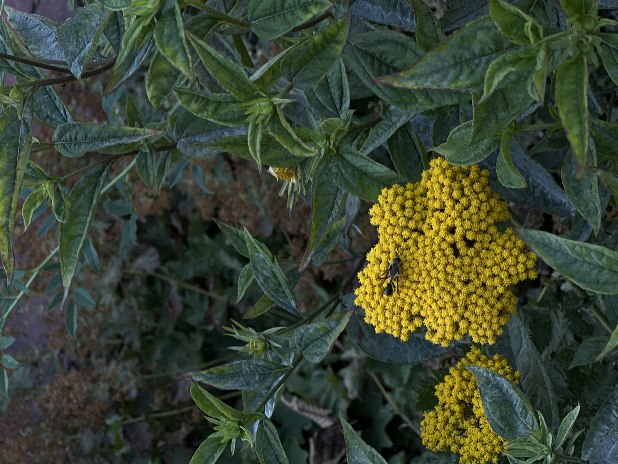A close-up, eye-level shot captures a patch of vibrant yellow flowers, likely Solidago, in Moosburg, Germany. The flowers are densely clustered and appear to be in full bloom. Perched on the largest cluster of flowers is a dark-colored insect, possibly a bee or wasp, with visible wings and body segmentation. The insect is oriented towards the right side of the frame, its legs appearing to be in contact with the flower petals. The surrounding foliage consists of large, dark green leaves, some with slight reddish-brown tips, suggesting a natural setting, possibly a garden or park in Moosburg. The background is blurred and muted, with hints of other plants and a subtle, earthy tone, further emphasizing the sharp focus on the yellow flowers and the insect. The lighting appears to be overcast, creating soft shadows and a diffused illumination across the scene.
