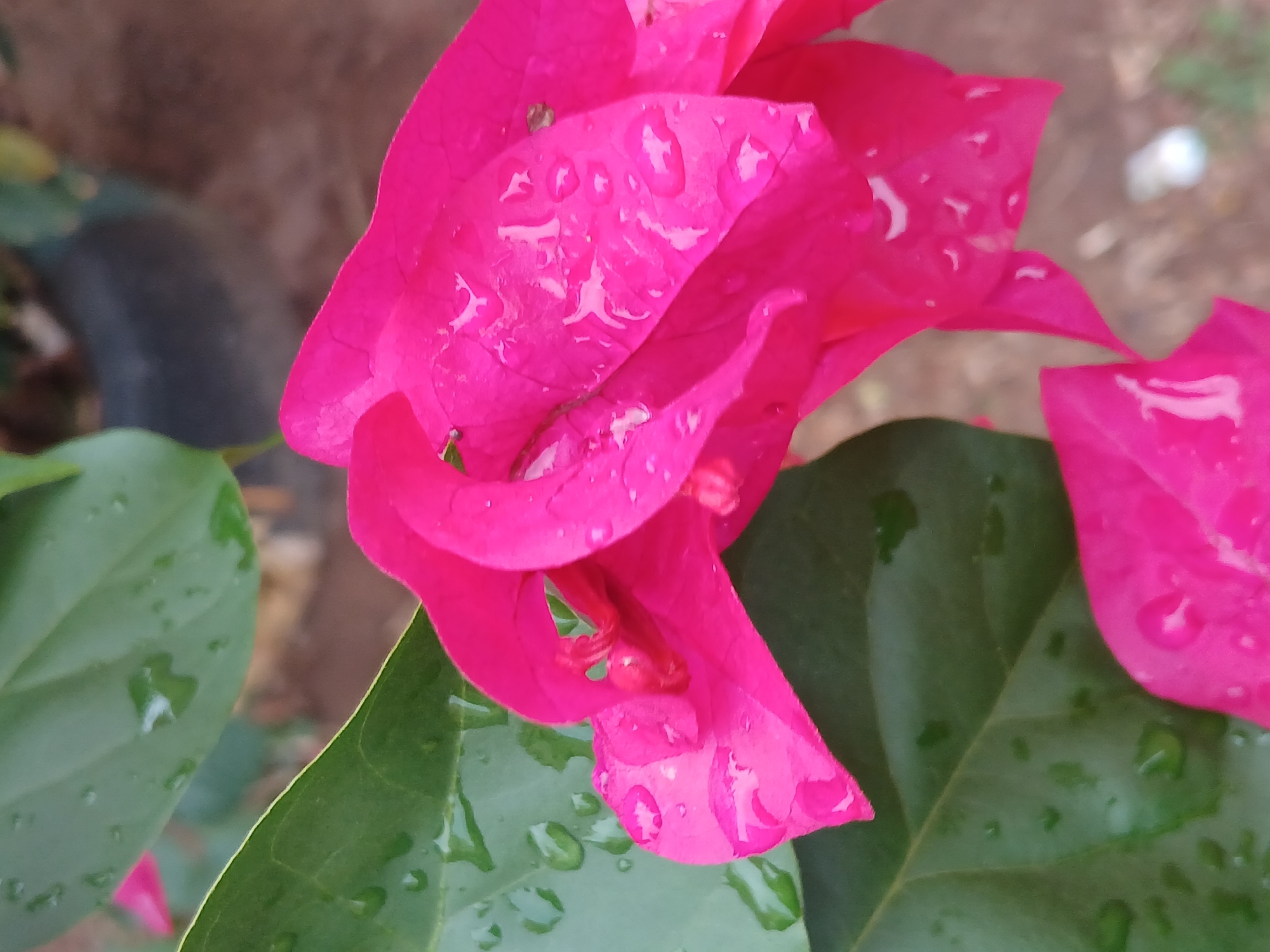 A close-up, high-angle image depicts vibrant fuchsia bougainvillea flowers and dark green leaves, uniformly covered with clear water droplets. The prominent flowers, positioned mostly in the right half and lower left, exhibit their characteristic papery texture with visible veins. Broad, glossy green leaves are present in the left half and upper center. The background is out of focus, showing blurred brown earth and a dark, cylindrical object consistent with a plant pot in the upper center. The scene is illuminated by natural light, suggesting an outdoor setting in Ciudad Guayana, Venezuela. No individuals or specific actions are observed.