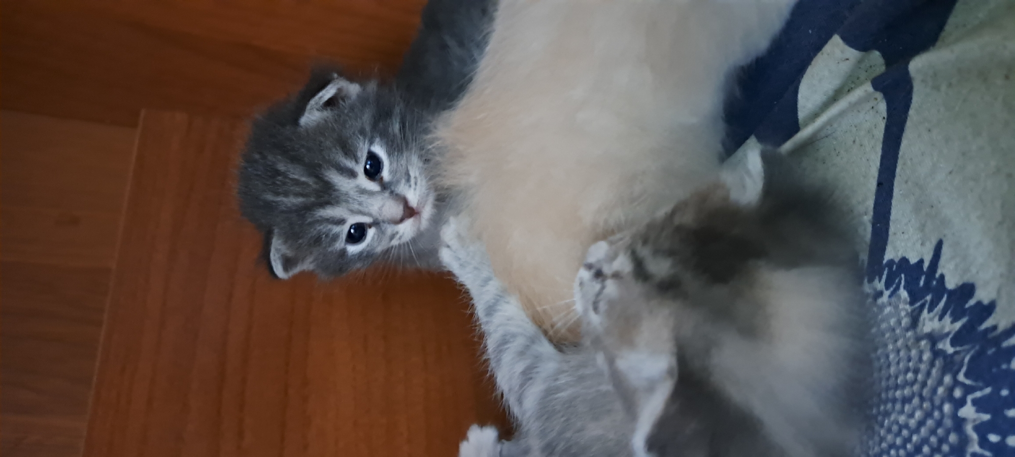 A close-up, vertically oriented, indoor shot captures a litter of kittens. The main subject is a grey tabby kitten with large, dark eyes and a pink nose, positioned in the upper center of the frame. Its body is partially obscured by a lighter-colored kitten lying in front of it. A third kitten, mostly out of focus and with darker fur, is visible at the bottom left, appearing to be positioned beneath the other two. The kittens are lying on a blue and white patterned fabric, which is on top of a dark surface. The background consists of a wooden surface with horizontal lines. The setting does not provide enough detail to determine a specific location within Азьмушкино, Russia.