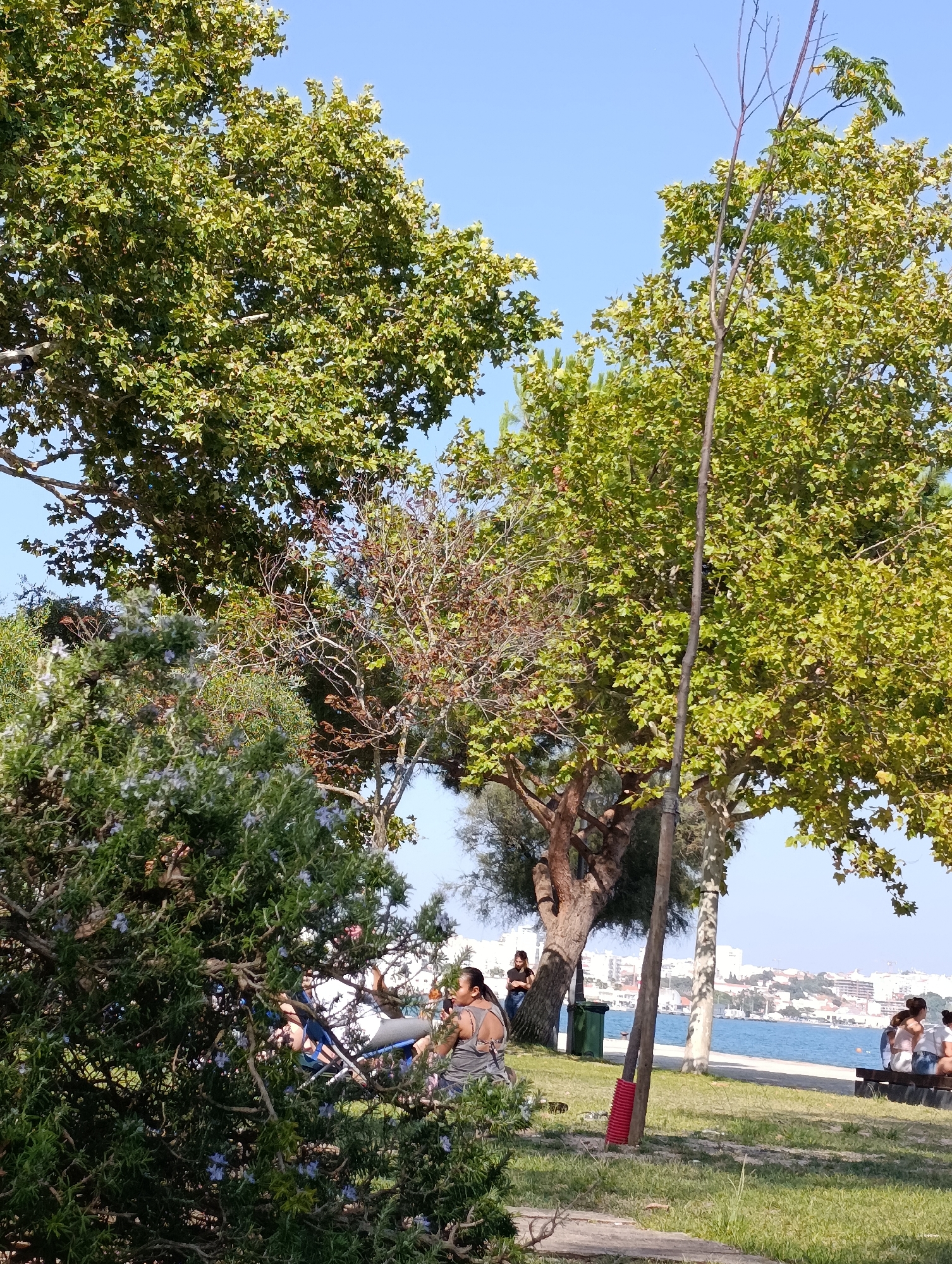 The image captures a sunny day in Setúbal, Portugal, likely at a waterfront park. In the foreground, lush green bushes and trees provide shade, with a prominent flowering rosemary bush in the left half of the frame. Several people are visible enjoying the outdoors. On the left, a person is seated in a reclining chair, partially obscured by foliage. Further back, near a tree trunk, two individuals stand, one looking towards the water. On the right side of the frame, a group of three individuals is seated on a bench, facing away from the camera. Behind them, the blue water of the bay stretches out, with a city skyline dotted with buildings and boats visible in the distance. A tall, slender pole with a red base stands near the center, amidst the trees. The overall scene depicts a relaxed atmosphere in a public park setting by the sea.