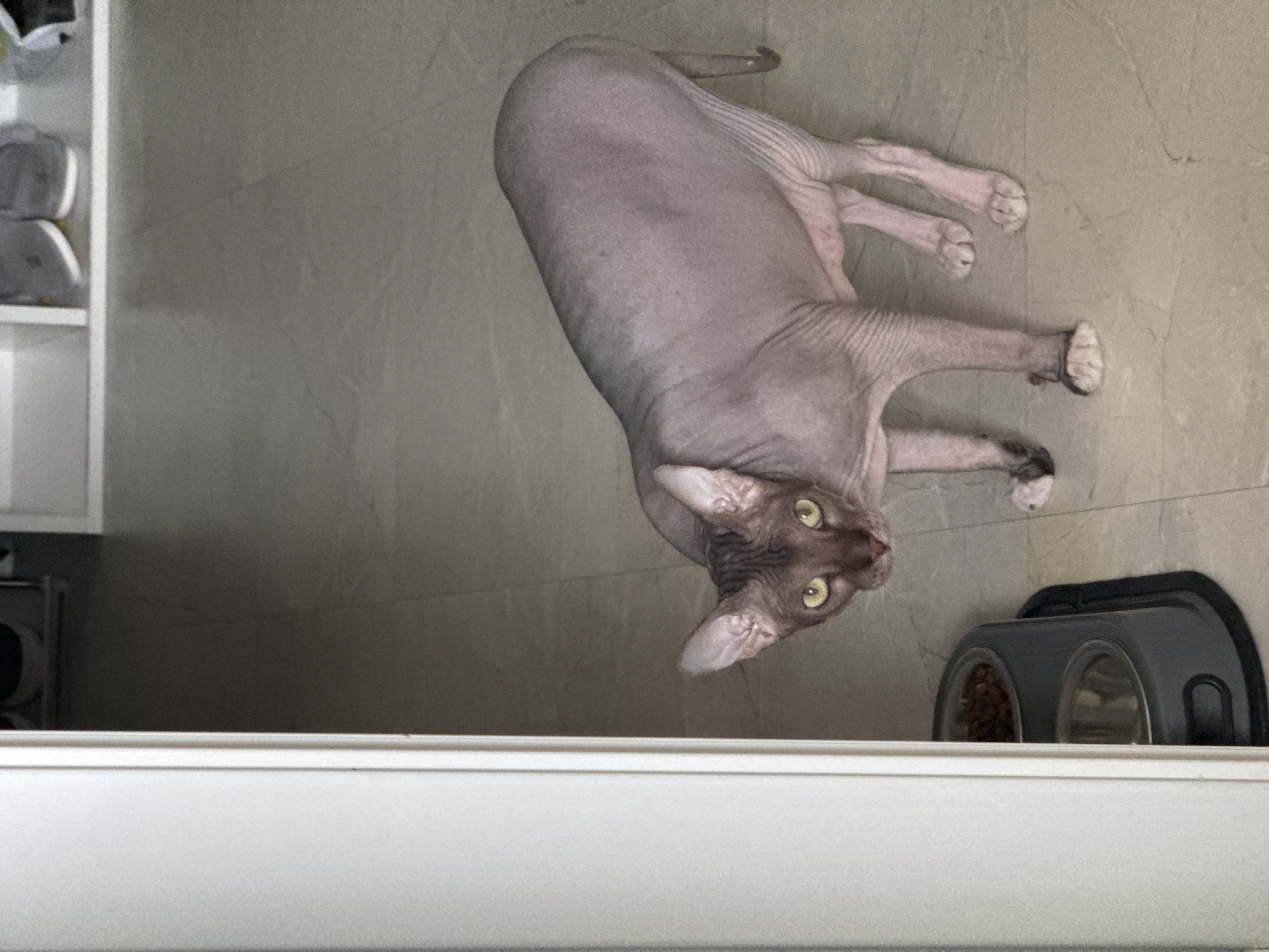 A hairless cat lies on a tile floor next to a gray double-bowl pet dish. The cat is facing the viewer with its green eyes looking directly at the camera. The cat is light pink in color with visible wrinkles on its skin. A white cabinet is in the foreground. A shelf with sneakers is visible on the left side of the frame. The location is Izhevsk, Russia.
