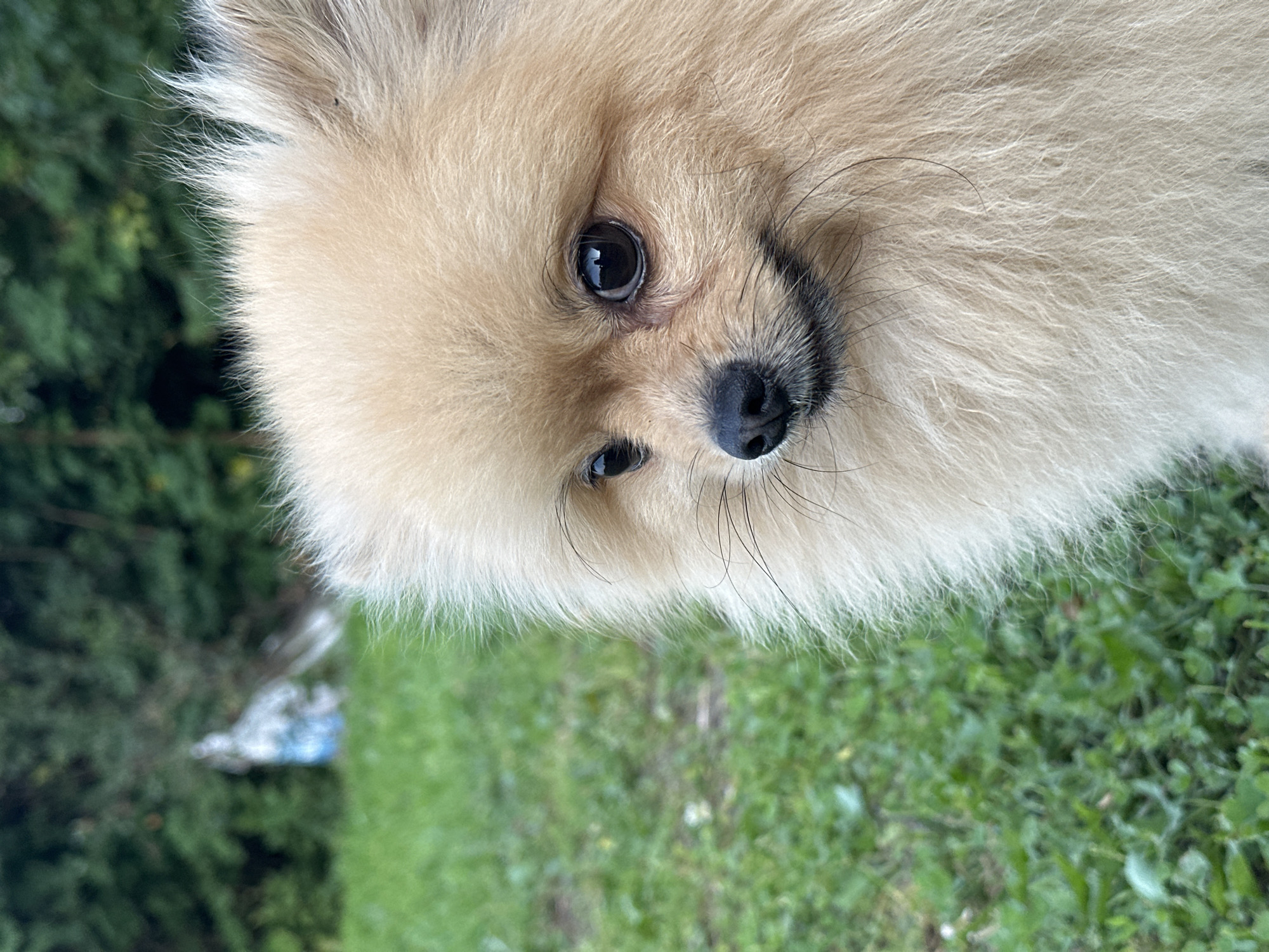 A close-up shot focuses on the face of a light-colored Pomeranian dog, positioned vertically. The dog's fur is fluffy and light tan, with some strands appearing white. Its eyes are dark and appear to be looking directly at the camera. A black nose and whiskers are visible on its snout. The background is a blur of green grass and darker green foliage, suggesting an outdoor setting. The lighting suggests it might be daytime, possibly overcast or in the shade, as there are no harsh shadows. The overall impression is one of a curious or attentive pet.
