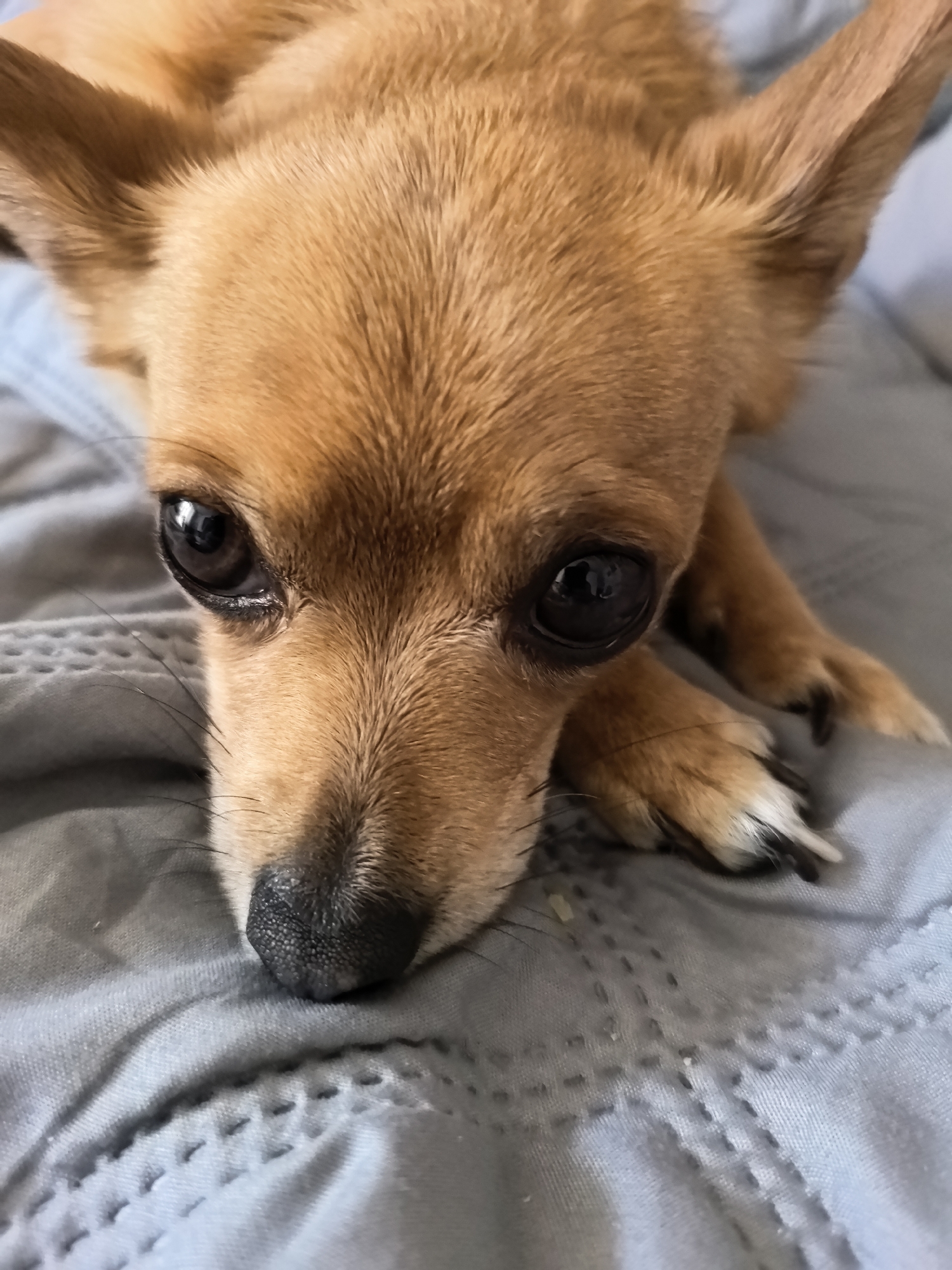 A close-up, head-on, medium shot captures a tan chihuahua dog lying on a gray, quilted blanket. The dog's face is the primary focus, with its large, dark eyes appearing reflective. Its nose is black and slightly damp. The dog's ears are large and erect. Its front paws are resting on the blanket in front of its face. The background consists entirely of the gray blanket, which shows some texture and stitching detail. There is no visible indication of a location in the city of Chaikovsky, Russia.
