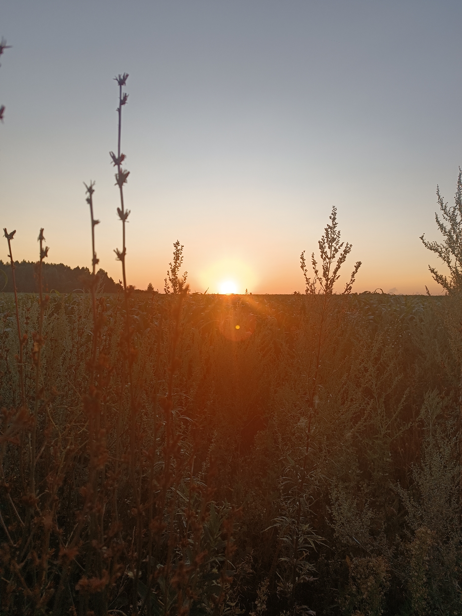 This is a photograph of a rural landscape in the city of Kharnavy, Russia, at sunset. The sun is low on the horizon, casting a warm, orange glow over the scene. In the foreground, tall, dry grass and weeds create a natural barrier, obscuring the view of the field beyond. The field itself appears to be a crop field, possibly corn, with rows of plants visible in the middle ground. A line of trees forms the distant background, silhouetted against the bright sky. The sky is a gradient of pale blue at the top, transitioning to a soft orange and yellow near the horizon. The overall impression is one of natural beauty and tranquility, characteristic of a rural sunset.