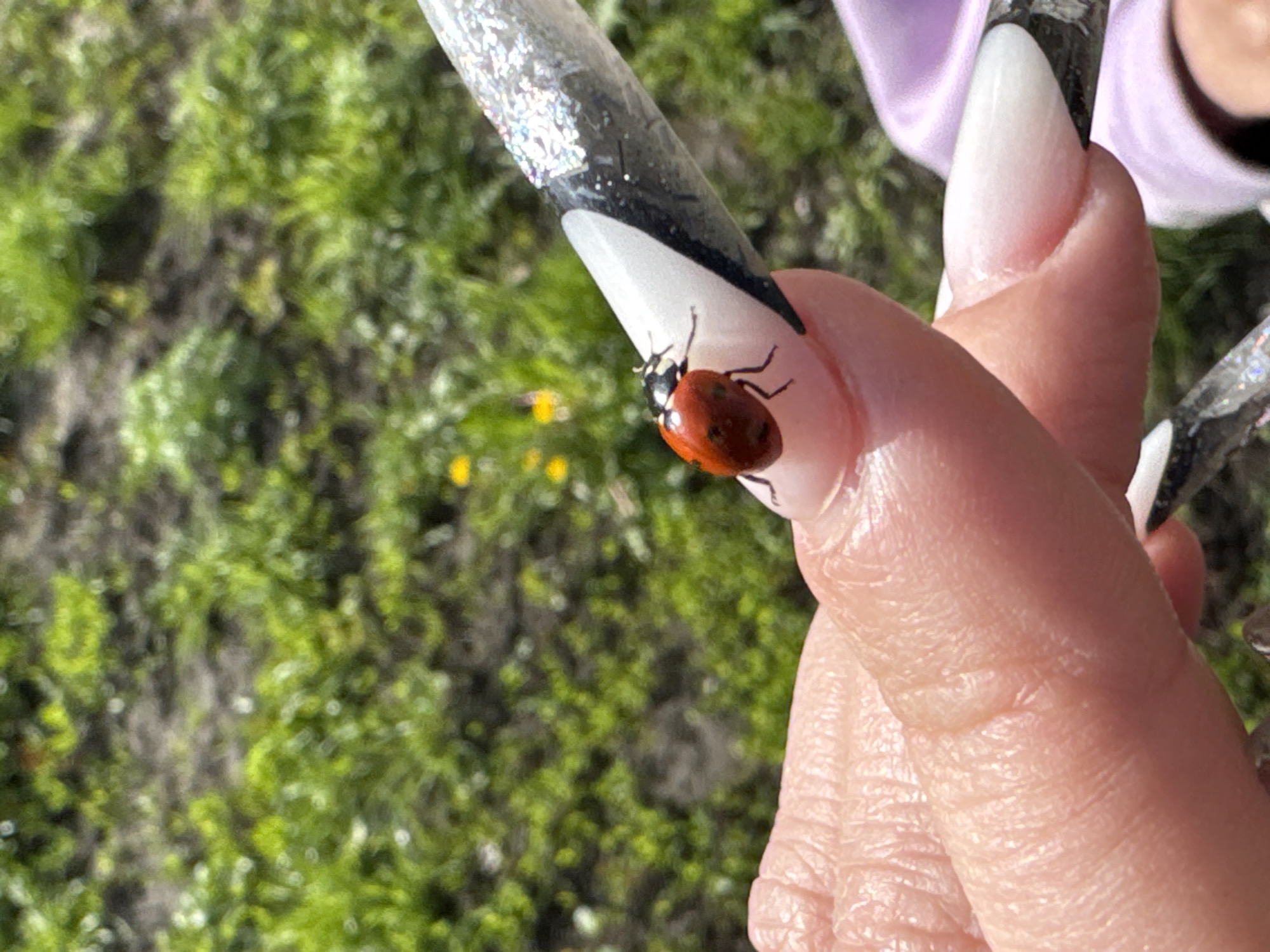 A close-up, outdoor shot captures a ladybug resting on a person's manicured fingernail. The subject's hand is seen in the foreground, with one finger, likely the index finger, prominent. This finger features a long, pointed artificial nail with a white tip, a curved black design separating the tip from the nail bed, and a sparkling, silvery-black glitter design extending up the nail.
A small, red ladybug with black spots is clearly visible on the white tip of the nail, positioned towards the base of the white section. The ladybug appears to be gently crawling or resting on the nail surface.
The background is intentionally blurred, creating a bokeh effect that highlights the hand and ladybug. It consists of various shades of green foliage, possibly grass or small plants, with hints of yellow, suggesting small flowers, scattered throughout. The lighting indicates a bright, sunny day, with strong natural light illuminating the scene. No discernible text is visible in the image.