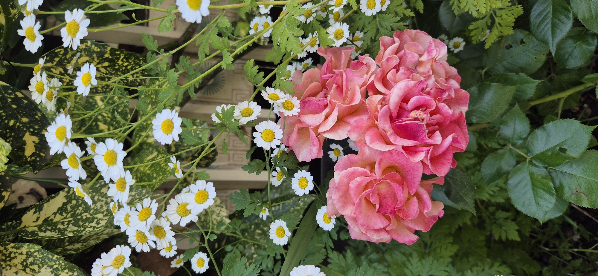 A close-up, eye-level, vertical shot focuses on a cluster of vibrant pink roses in the foreground, with their petals appearing soft and slightly ruffled. To the left of the roses, a few deep green, serrated leaves are visible. In the mid-ground, a dense arrangement of small white daisies with yellow centers is scattered amongst delicate green foliage and thin stems. Behind the flowers, a blurred background reveals green variegated leaves and hints of what appears to be a light-colored wooden structure or fence. The overall lighting is bright, suggesting an outdoor setting during the daytime, though the specific location within the city of Unknown, Unknown cannot be determined from the visual information provided.