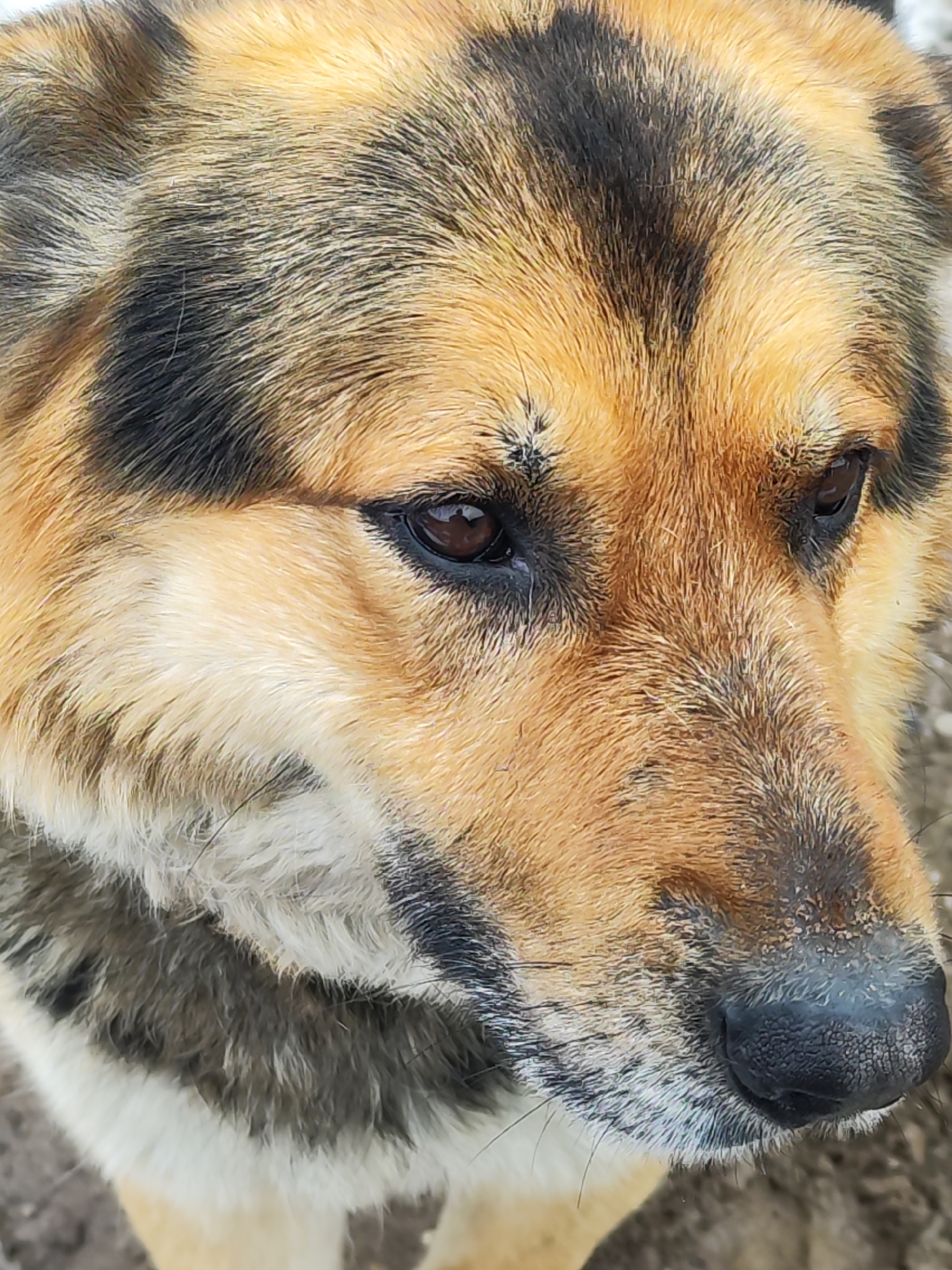 Close-up of a dog's face. The dog has brown eyes, a black nose, and brown, black, and white fur. The background is out of focus, but appears to be an outdoor environment. This image was taken in the city of Chaikovsky, Russia.