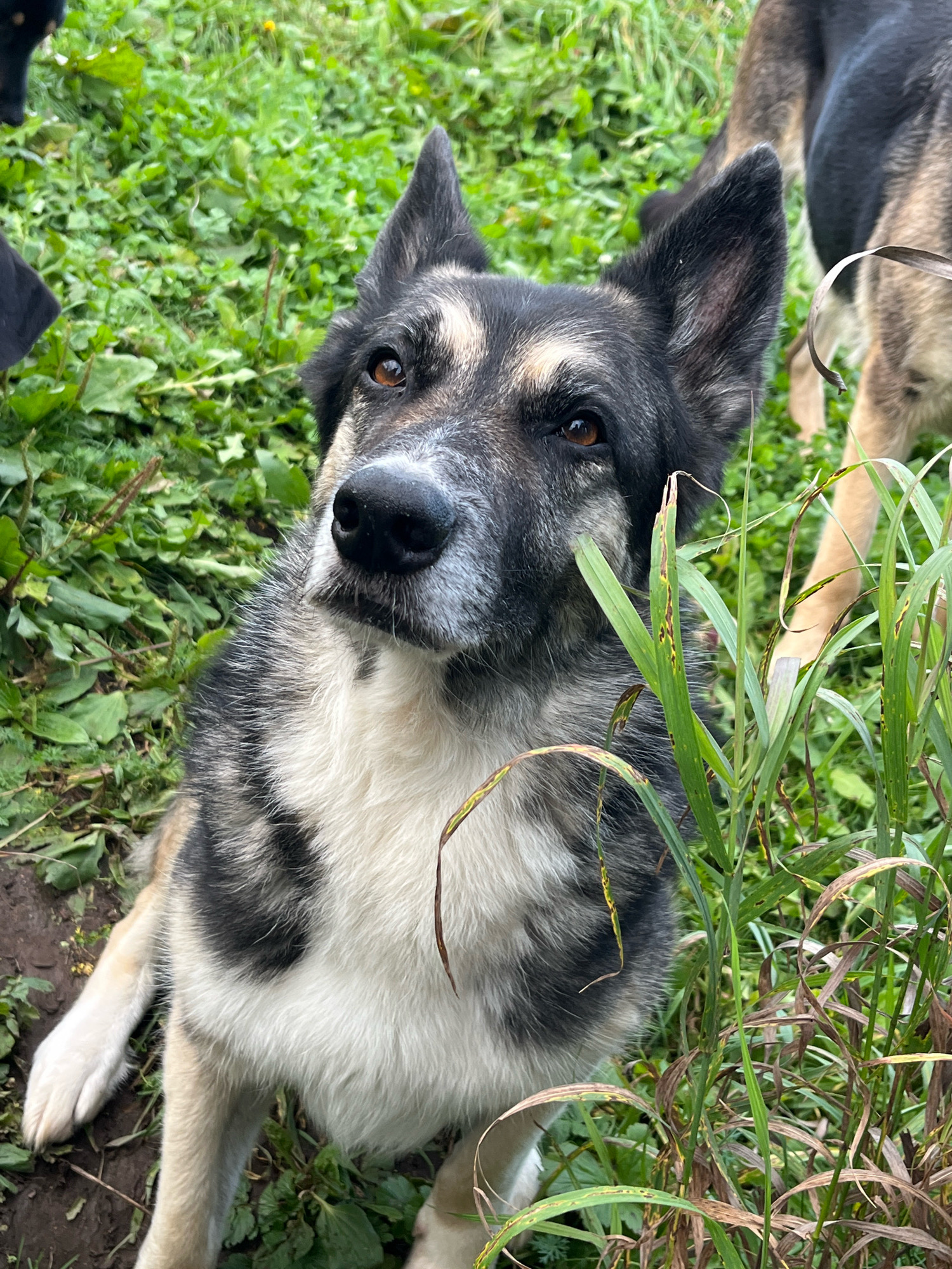 A medium shot, eye-level outdoor photograph shows a German Shepherd dog looking up and to the left. The dog is in the foreground, its head and chest filling the left and center of the frame. Its fur is a mixture of black, gray, and white, with black markings around its eyes and ears, and a white chest. The dog's head is tilted slightly, and its brown eyes are wide. Its ears are pointed and alert. The dog is sitting on the ground, which is covered in green grass and some brown dirt. To the right of the dog, tall blades of green grass are in focus. In the background, out of focus, a portion of another dog's hindquarters, also appearing to be a German Shepherd, is visible. The environment suggests an outdoor setting, possibly a park or yard, with abundant vegetation. No specific landmarks or features in the image allow for identification of the city of Nizhny Tagil, Russia.
