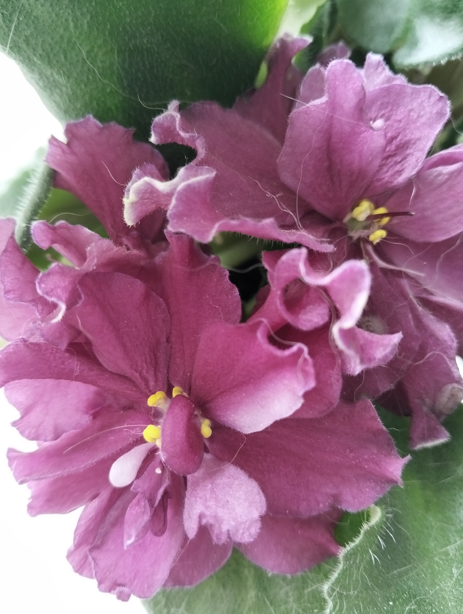 A close-up, high-angle shot shows several deep pink African violet blossoms and fuzzy green leaves. The blossoms have ruffled petals with lighter pink edges and prominent yellow stamens. Delicate white hairs are visible on the petals and leaves, and a tiny dewdrop rests on one petal. The background is primarily white, with some darker shadows suggesting the indoor environment of the plant. No people or specific city locations are depicted.