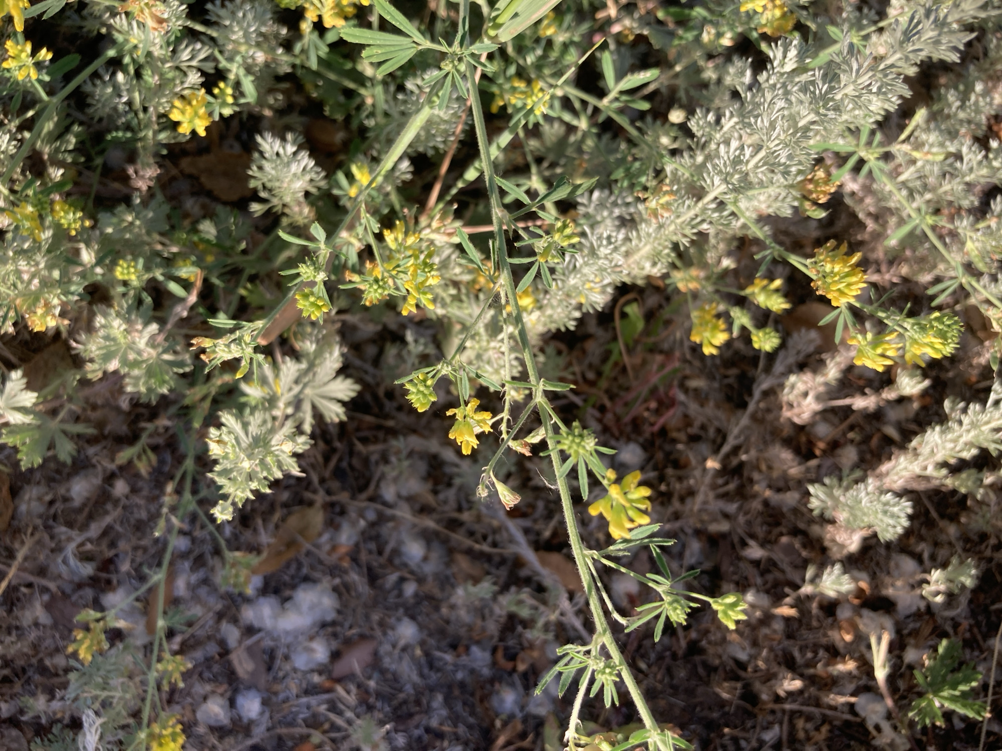 The image shows a close-up of low-lying vegetation with small yellow flowers and silvery-green, feathery leaves. The plants are growing in dry, dark soil with some scattered debris, possibly dry leaves or plant matter. The overall impression is of a natural, untamed area. There are no people or man-made objects visible. The specific location in Rakity, Russia, is not discernible from the visual information provided.