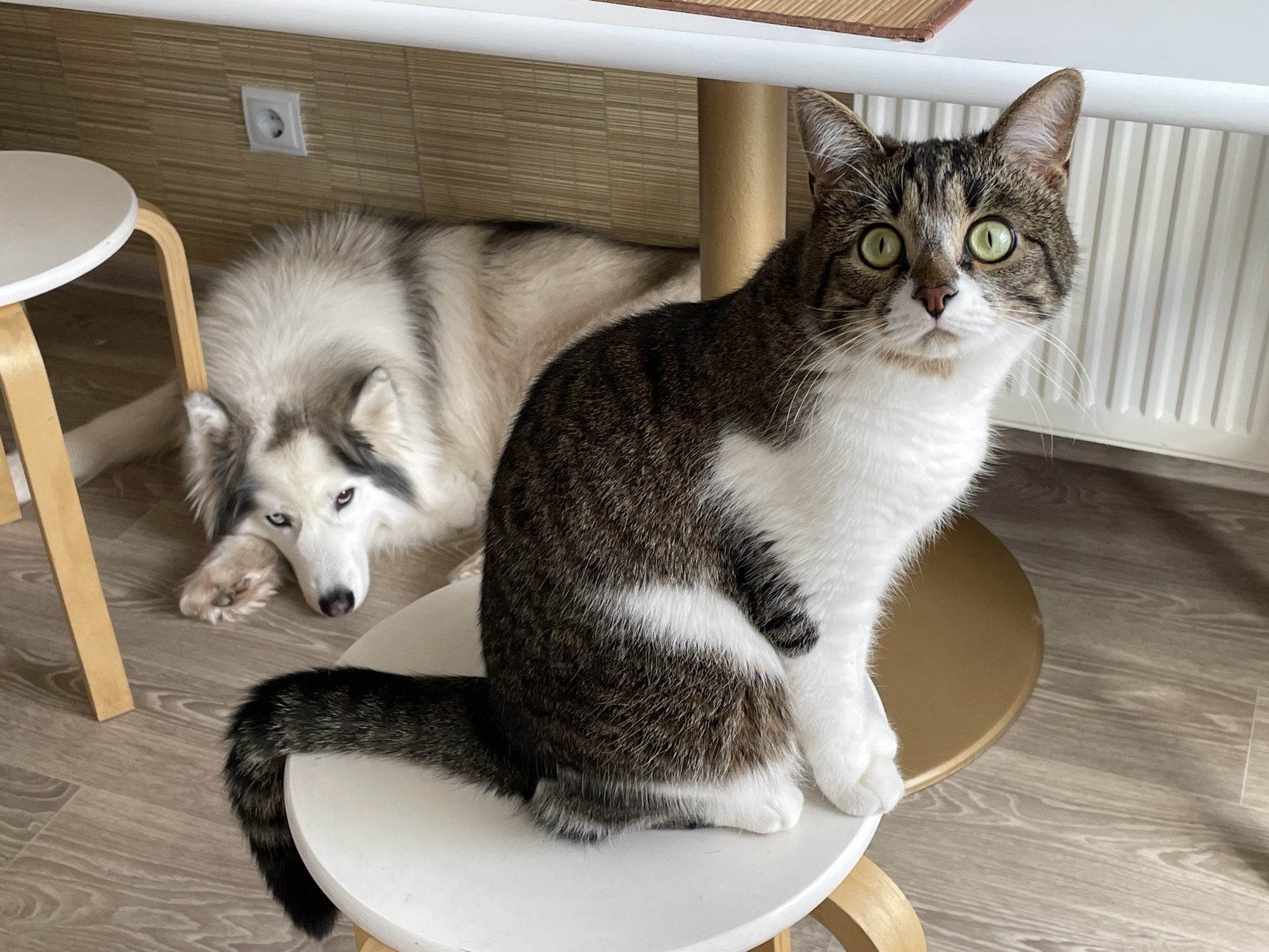 The image depicts an indoor scene within the city of Izhevsk, Russia. A domestic shorthair cat, exhibiting tabby and white fur, is seated upright on a white, round stool with light wooden legs, positioned in the foreground. The cat's head is turned towards the viewer, featuring wide, bright green eyes with dilated pupils. Its tail, a dark tabby, is visible on the stool. Behind the cat, towards the left of the frame, a large, long-haired dog, appearing to be a husky or malamute type with grey, white, and black fur, lies prone on a light-colored wooden floor. The dog's head rests on its front paws, and its visible eyes exhibit heterochromia (one blue, one darker). In the background, a wall covered with light brown, horizontally textured material is visible, featuring a white electrical outlet with two circular receptacles on the left side. To the right, a white vertical panel radiator is mounted against a lighter wall. A portion of a light-colored rectangular table with a wooden leg is present at the top of the frame. The floor throughout the scene is composed of light-toned laminate or wood planks with a visible grain pattern. No human subjects are visible.