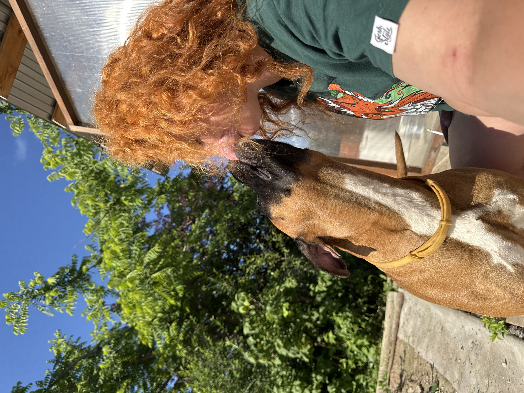 A person with bright red, curly hair is interacting with a dog. The person's face is partially obscured by their hair, and they appear to be kissing or licking the dog. The dog is a medium-sized breed with brown and white fur and is wearing a yellow collar. They are outdoors in a sunny environment, with green trees and a blue sky visible in the background. There is a structure with a metal roof and translucent panels behind them. The scene appears to be in a residential or backyard area, possibly in Chaikovsky, Russia, given the context.