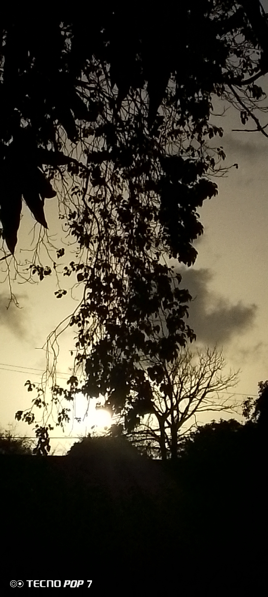 This media file presents an outdoor landscape captured during either sunrise or sunset, creating a high-contrast silhouette effect. The foreground is dominated by the dark, intricate shapes of tree branches and foliage, silhouetted against a brighter sky. A large, leafy tree occupies the left and central parts of the frame, with its dense canopy and hanging branches obscuring much of the upper sky.
Through the gaps in the foliage, the bright, diffused light of the sun is visible near the horizon, casting a warm, yellowish-grey glow across the sky. Above this luminous area, darker, scattered clouds suggest an overcast or partly cloudy sky. To the right and slightly further back, the stark, bare branches of another tree are sharply defined against the lighter sky, contrasting with the leafy tree in the foreground. The ground and distant elements are submerged in deep shadow, emphasizing the dramatic light play.
The scene evokes a peaceful, contemplative mood, highlighting the natural beauty of the landscape at dawn or dusk. The location context is Altagracia, Venezuela. A watermark "◎ TECNO POP 7" is clearly visible in the bottom left corner.