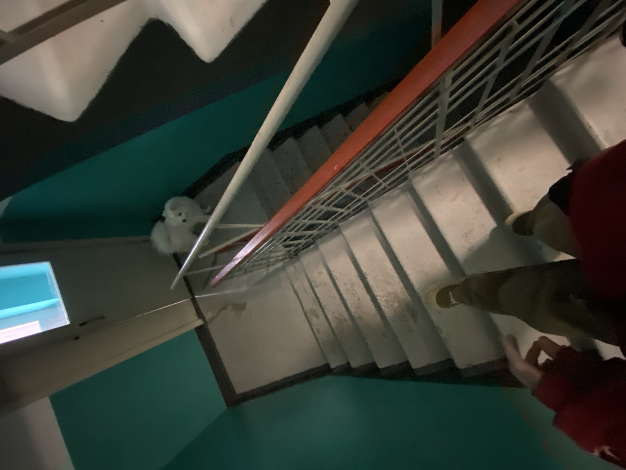 An indoor staircase with teal and black walls is shown. A small white dog is standing on the upper landing. A person wearing a red sweatshirt and olive-colored pants is walking down the stairs. The stairs are made of concrete and appear worn. The railing has a red top and metal bars.