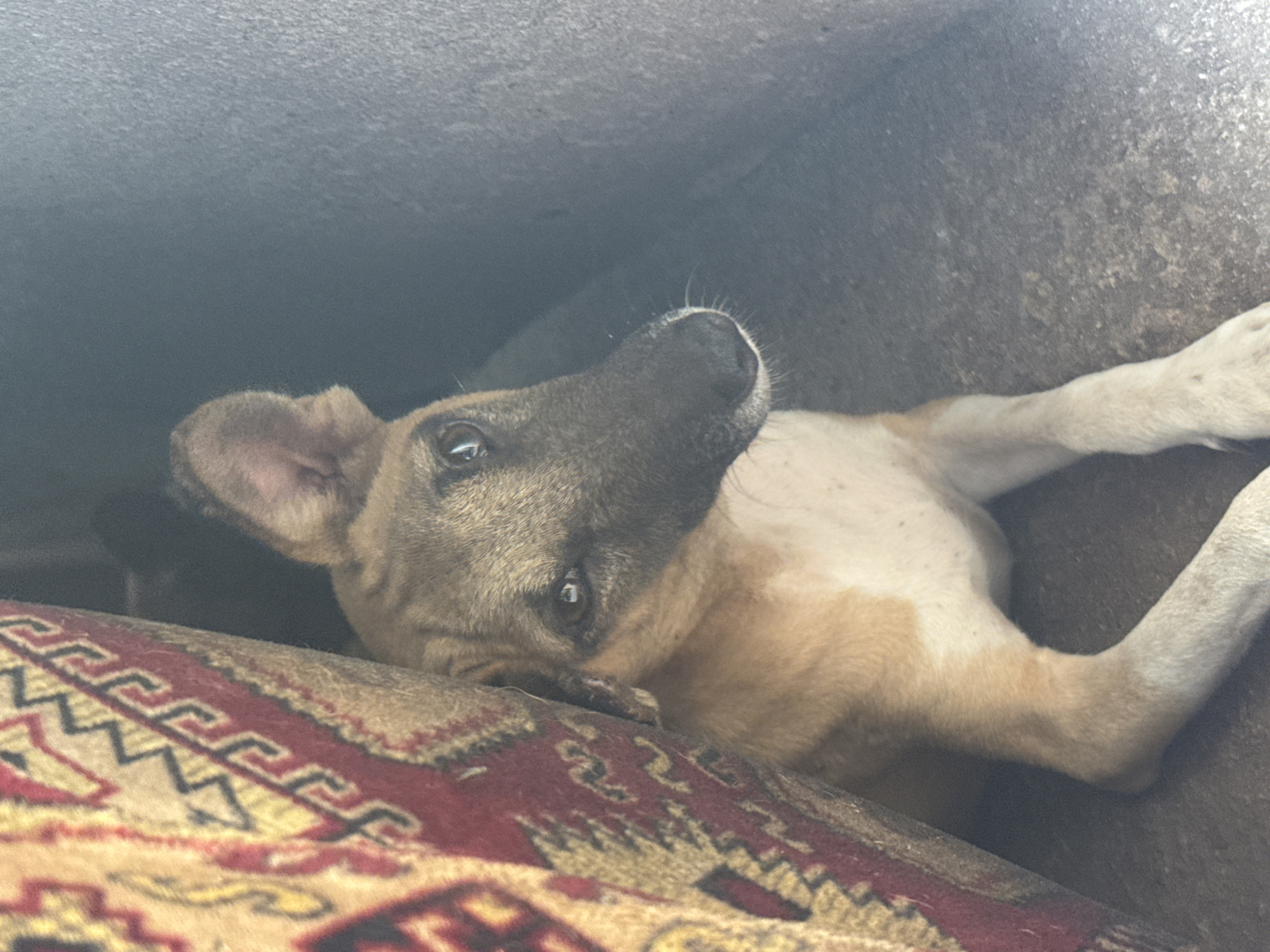 A medium shot shows a light brown and white dog lying on a patterned red and tan rug. The dog is looking at the camera with its head tilted to the left. The background is dark and indistinct, possibly the underside of a vehicle or a shaded area. There is no evidence to suggest the dog is in the city of Aboh, Nigeria.