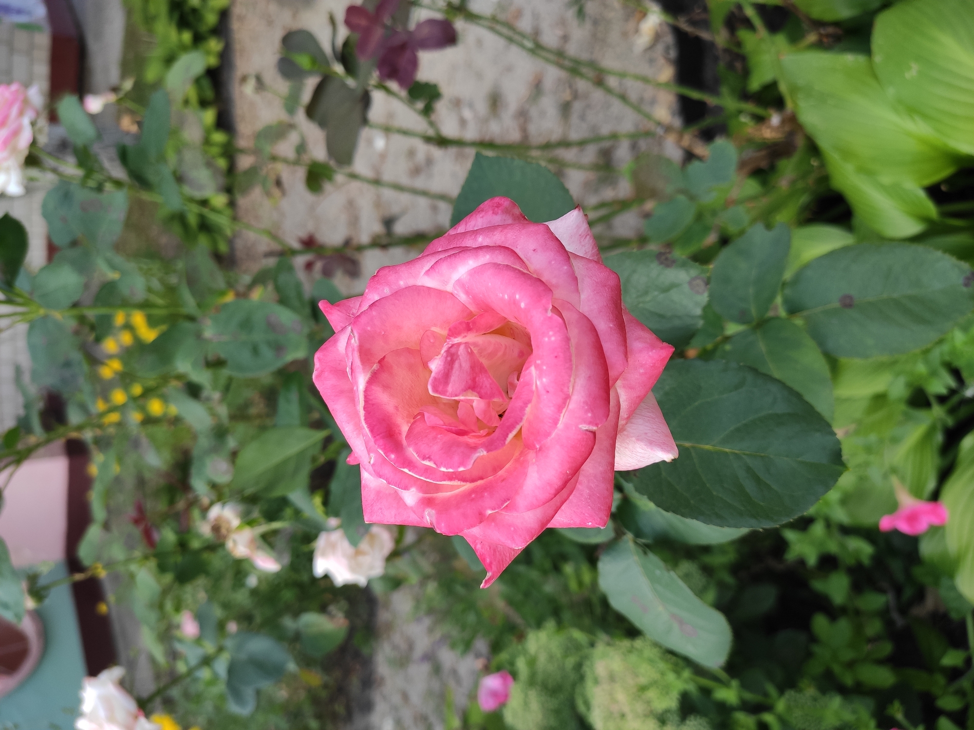 A close-up, eye-level, full-shot photograph captures a vibrant pink rose in bloom, set against a soft-focus background of lush green foliage and hints of other flowers. The rose, the primary subject, is centrally positioned and occupies a significant portion of the frame. Its petals exhibit a gradient of pink, deepening towards the edges and fading to a pale yellow or cream at the center, with delicate white speckles scattered across their surface. The rose's petals are unfurling in a classic spiral, revealing the intricate layers within. Dark green leaves surround the bloom, some showing small, irregular brown spots. In the background, various other plants are visible, including a white rose, a few small yellow flowers, and a darker, purplish flower, all blurred to emphasize the central rose. The environment appears to be an outdoor garden, possibly a private yard or park, in the city of Homyel, Belarus. The overall lighting suggests daylight, casting a gentle illumination on the scene.