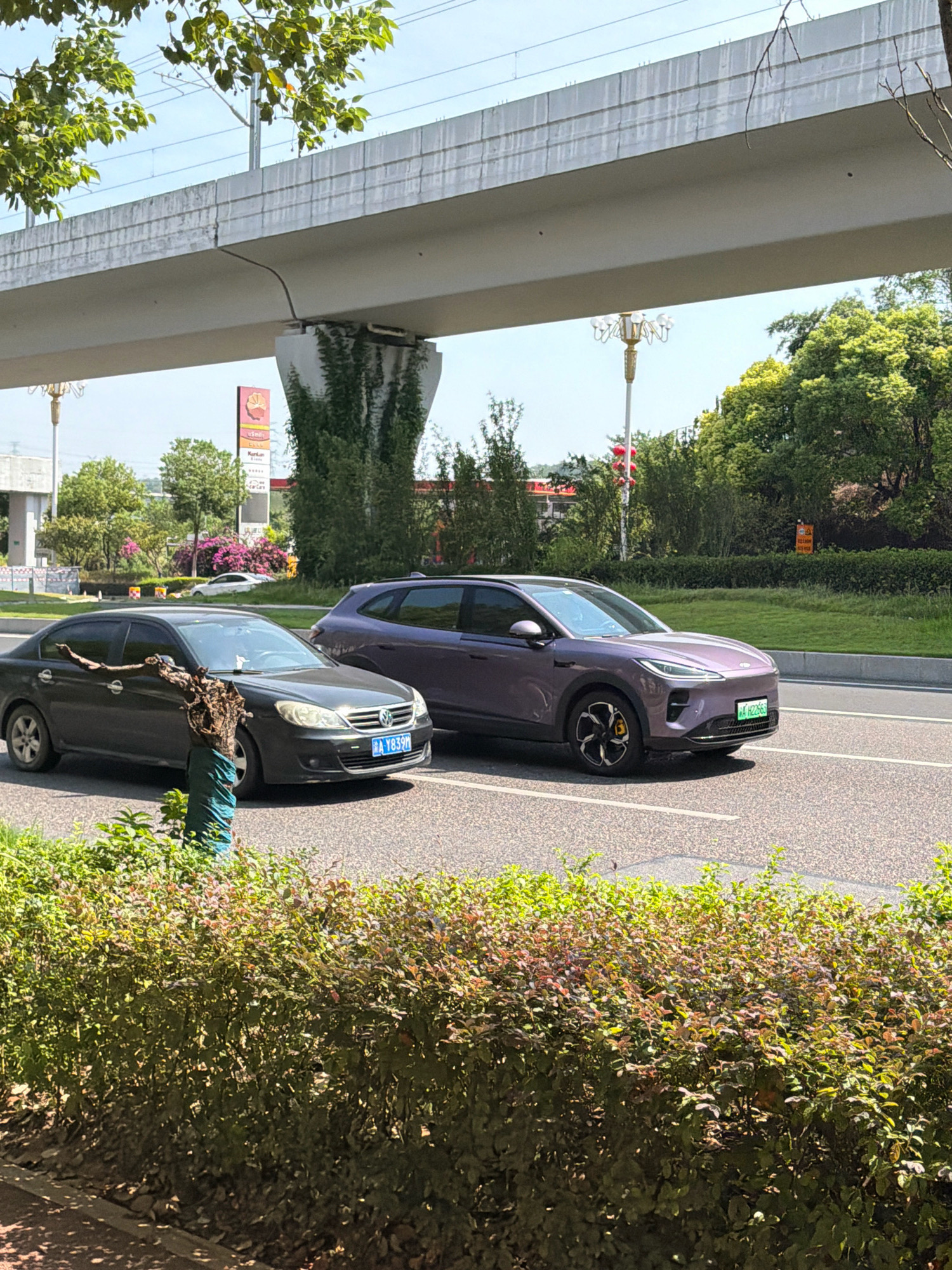 An eye-level, medium shot captures a sunny street scene in Jiangjin, China, featuring two cars on a paved road. In the foreground, a dense hedge of green and reddish-purple leaves lines the lower edge of the frame. A dark gray sedan, possibly a Volkswagen, is positioned on the left side of the road, displaying a license plate that reads "A Y839M". To its right, a purple, modern-looking SUV is traveling in the same direction. The SUV has a license plate with the characters "W4 H22665". Behind the cars, a concrete overpass stretches across the scene, supported by thick pillars. Lush green trees and bushes are visible on either side of the road, with some pink flowering plants adding a touch of color in the background. A tall, ornate street lamp with multiple lights stands on the left side of the road, near the overpass. The sky is bright blue and clear, suggesting good weather conditions.