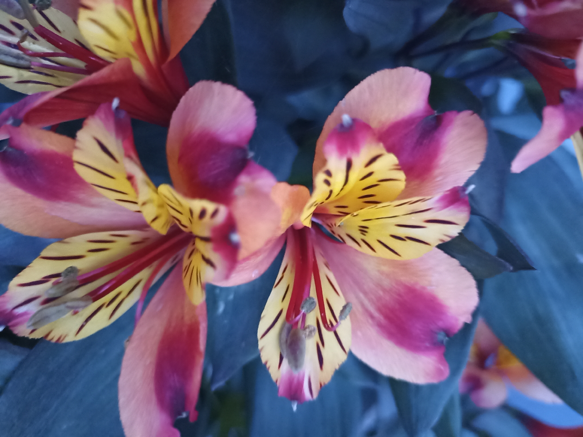 The image is a close-up, overhead shot of two vibrant Alstroemeria flowers in bloom. The petals are a gradient of soft peach and fuchsia, with striking yellow interiors marked by dark, thin stripes. The stamens, a deep red, are visible within the flowers, tipped with pale green anthers. The background consists of dark, out-of-focus foliage. The image does not contain any discernible information or context related to Annagry, Ireland.