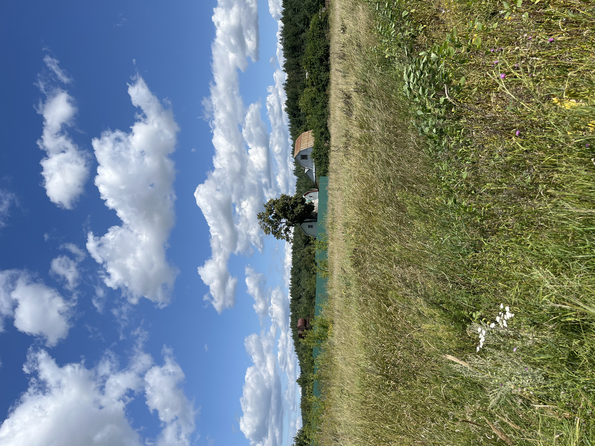 The image depicts a rural landscape under a bright blue sky with scattered white clouds, possibly in Fedorovka, Russia. In the foreground, tall, dry grasses dominate, with some wildflowers and green foliage interspersed. A green fence runs horizontally across the middle ground, separating the grassy field from what appears to be a cluster of buildings and a dense line of trees in the background. Among the buildings, a large, rusty cylindrical tank is visible to the left of a large deciduous tree. To the right of the tree, a building with a corrugated metal roof stands, partially obscured by foliage. The overall impression is one of a natural, somewhat unkempt rural setting.