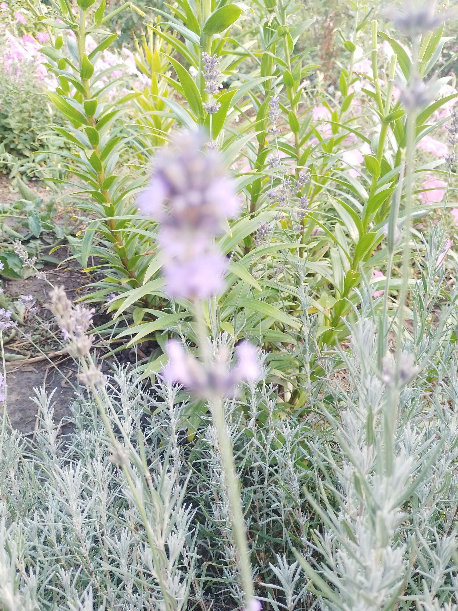 This is a close-up, vertical, outdoor photograph of a garden. The foreground is dominated by a cluster of plants with delicate, silver-green, needle-like leaves. Among these, slightly out of focus, are slender stalks topped with small, pale purple flower buds. In the mid-ground, taller plants with broad, lance-shaped green leaves rise upwards. Some of these also have thin stalks bearing small, pale purple flowers, similar to those in the foreground but less distinct. In the background, hints of more greenery and possibly pink flowers can be seen, suggesting a densely planted garden. The ground beneath the plants is visible in the lower left and mid-left, appearing to be dark soil with some small weeds.
The lighting suggests it is daytime, likely with diffused sunlight as there are no harsh shadows and the overall tone is soft. The scene evokes a feeling of peacefulness and natural beauty, typical of a garden setting. There is no visible text in the image. The location context provided is Ustyvytsia, Ukraine. The activity, if any, is simply the natural growth and presence of the plants in a garden.