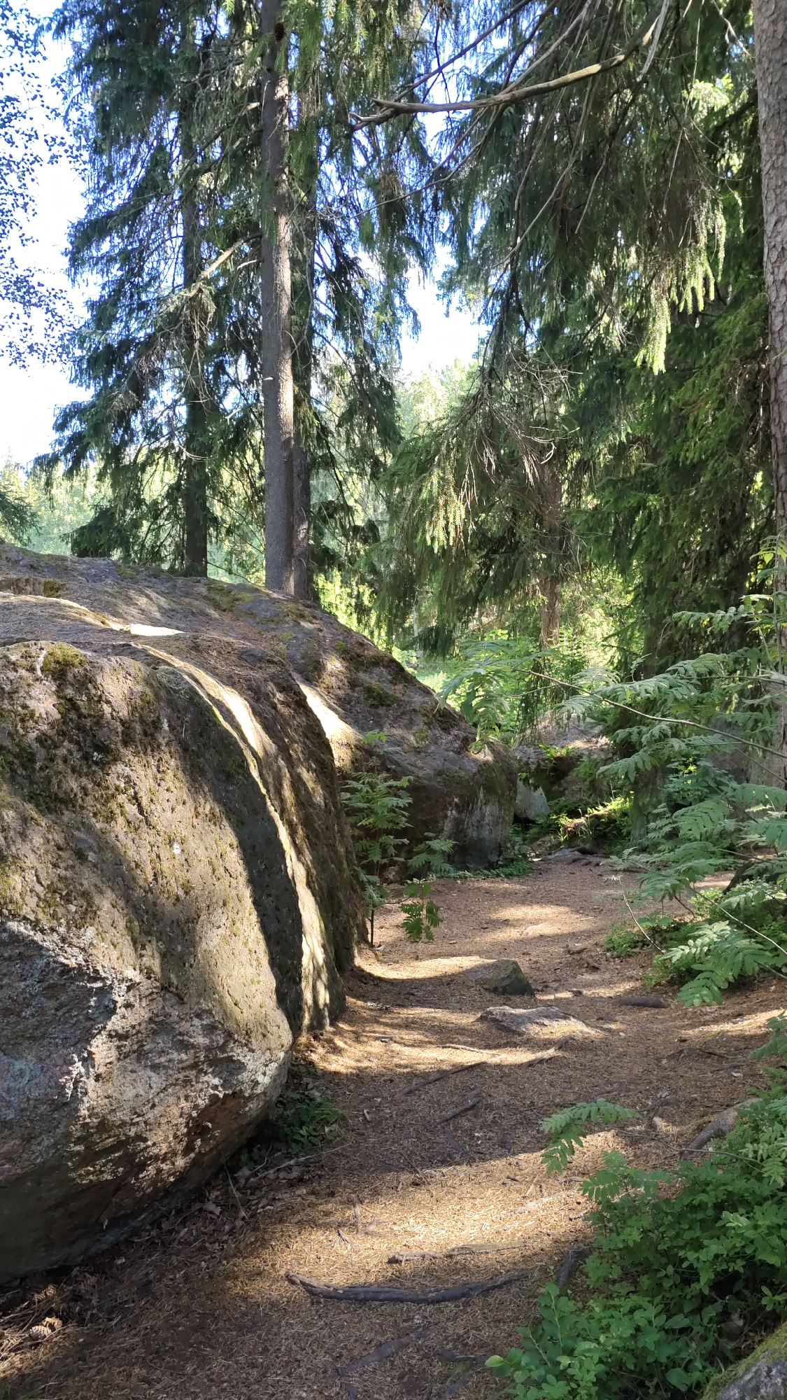 The image depicts a forest path in Vyborg, Russia, bathed in dappled sunlight. A large, moss-covered boulder dominates the left side of the frame, its rough texture and natural contours emphasized by the light and shadow. The path, covered in pine needles and small stones, winds its way into the dense foliage of spruce trees that form a canopy overhead. Lush green ferns and undergrowth grow along the sides of the path and around the boulder, adding to the natural, wild feel of the scene. The overall impression is one of a serene and secluded forest environment.
