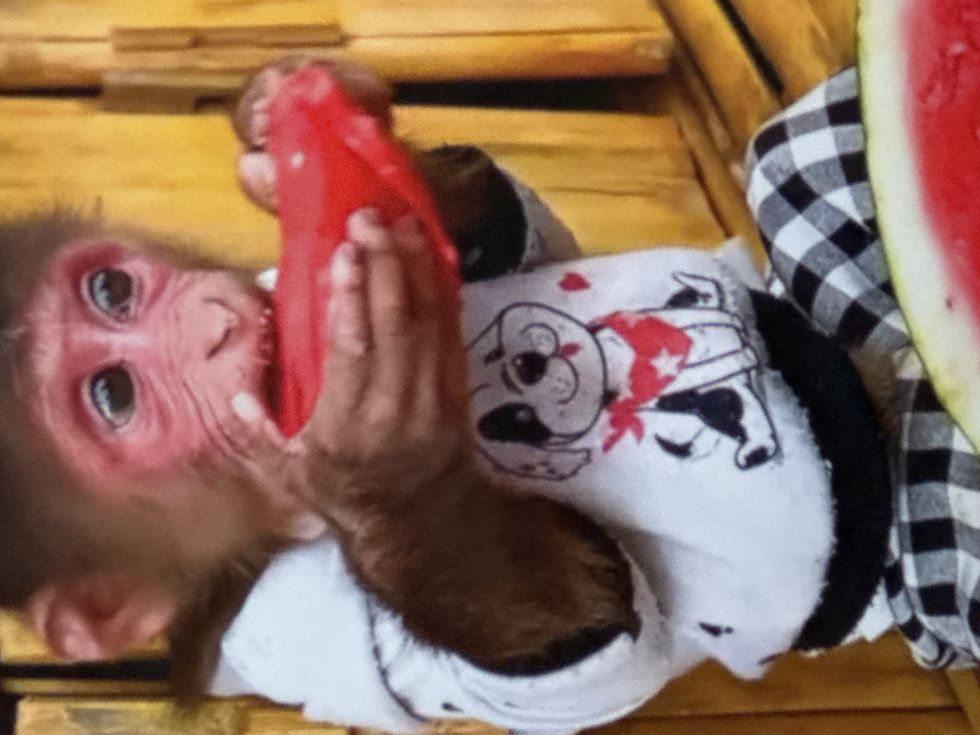 A monkey is lying on its back on a wooden surface. It is wearing a white t-shirt with a cartoon dog design and black and white checkered pants. The monkey is holding and biting a red plastic object. A slice of watermelon is beside the monkey. The location is unknown.