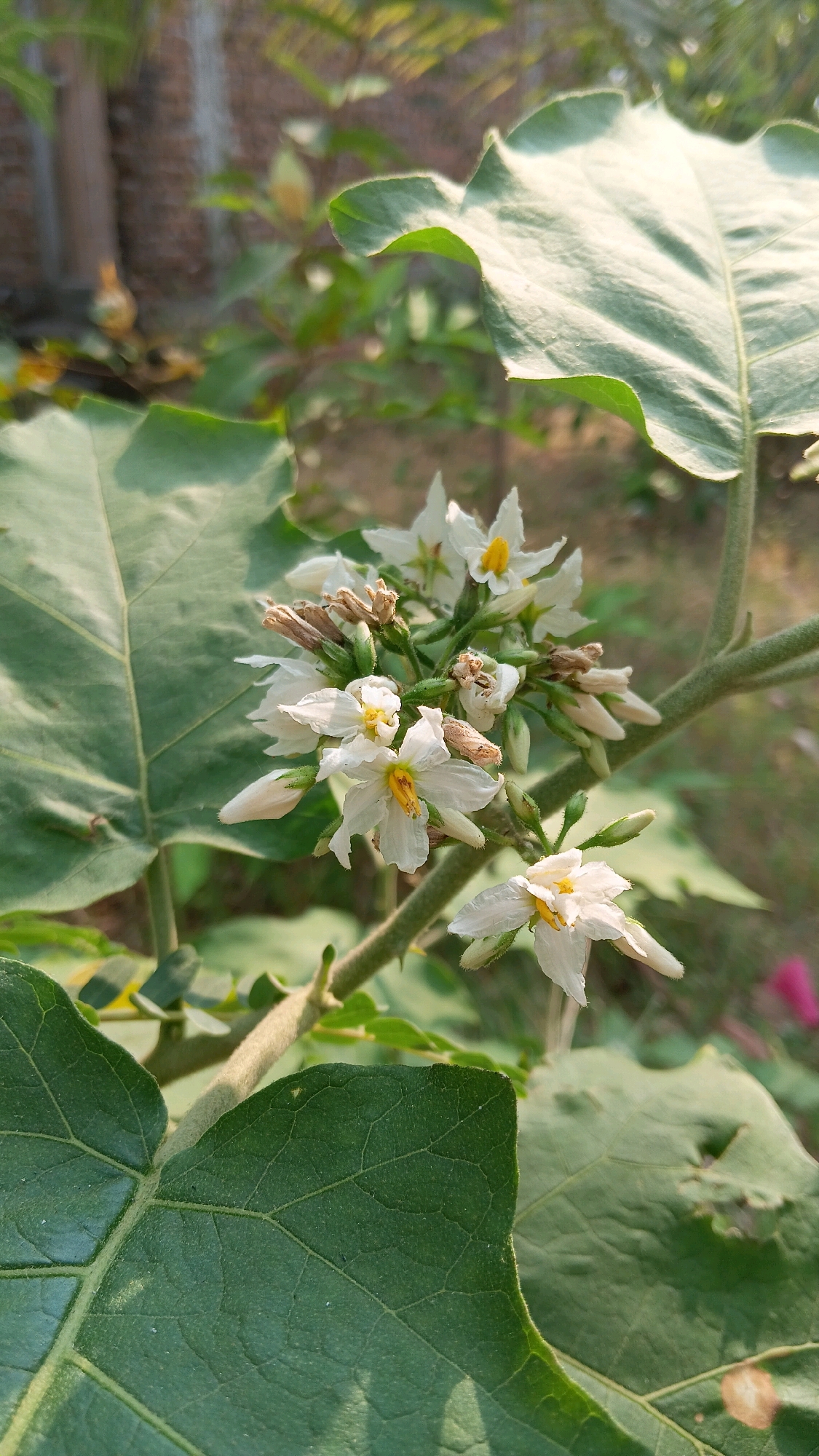 A close-up, vertically oriented photograph captures a cluster of small white flowers with yellow centers on a thorny plant stem. The flowers are in various stages of bloom, with some fully open and others still in bud. Large, dark green leaves with prominent veins frame the flowers, some of which are backlit by sunlight. The background is softly blurred, showing hints of more foliage and what appears to be a textured wall or structure. The scene is set outdoors, with the sunlight suggesting a daytime shot. The location is identified as Klorogan, Indonesia.