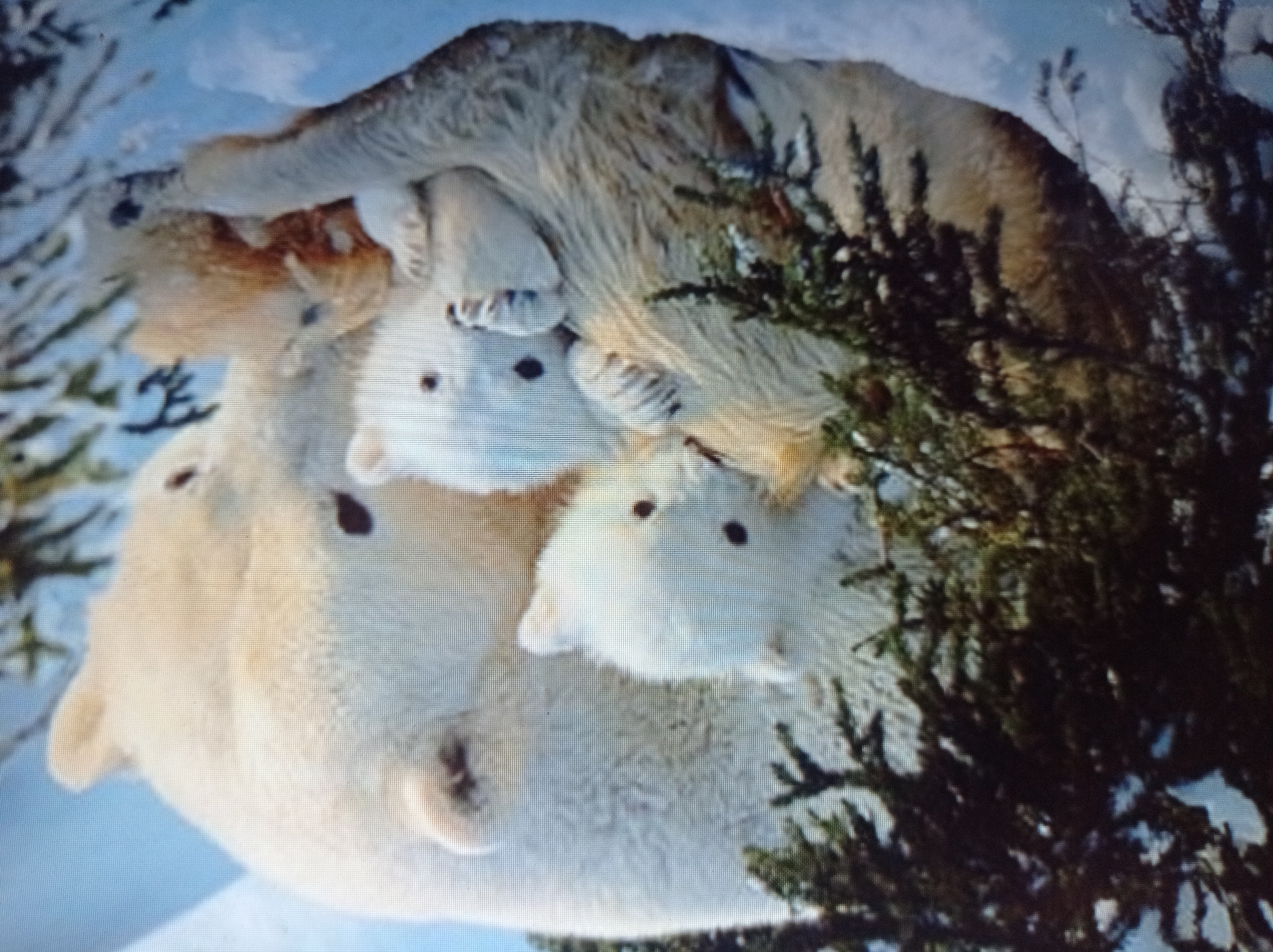 The image depicts a mother polar bear and two cubs nestled together in the snow, surrounded by evergreen branches. The mother bear is a large, adult polar bear with white fur, lying down. Two smaller cubs, also with white fur, are positioned close to the mother. One cub is nestled against the mother's body, while the other is partially obscured, appearing to be interacting with the first cub. The environment is snowy and appears to be a natural habitat, likely an arctic or subarctic region. There is no indication of the city of Mukachevo, Ukraine in the image.