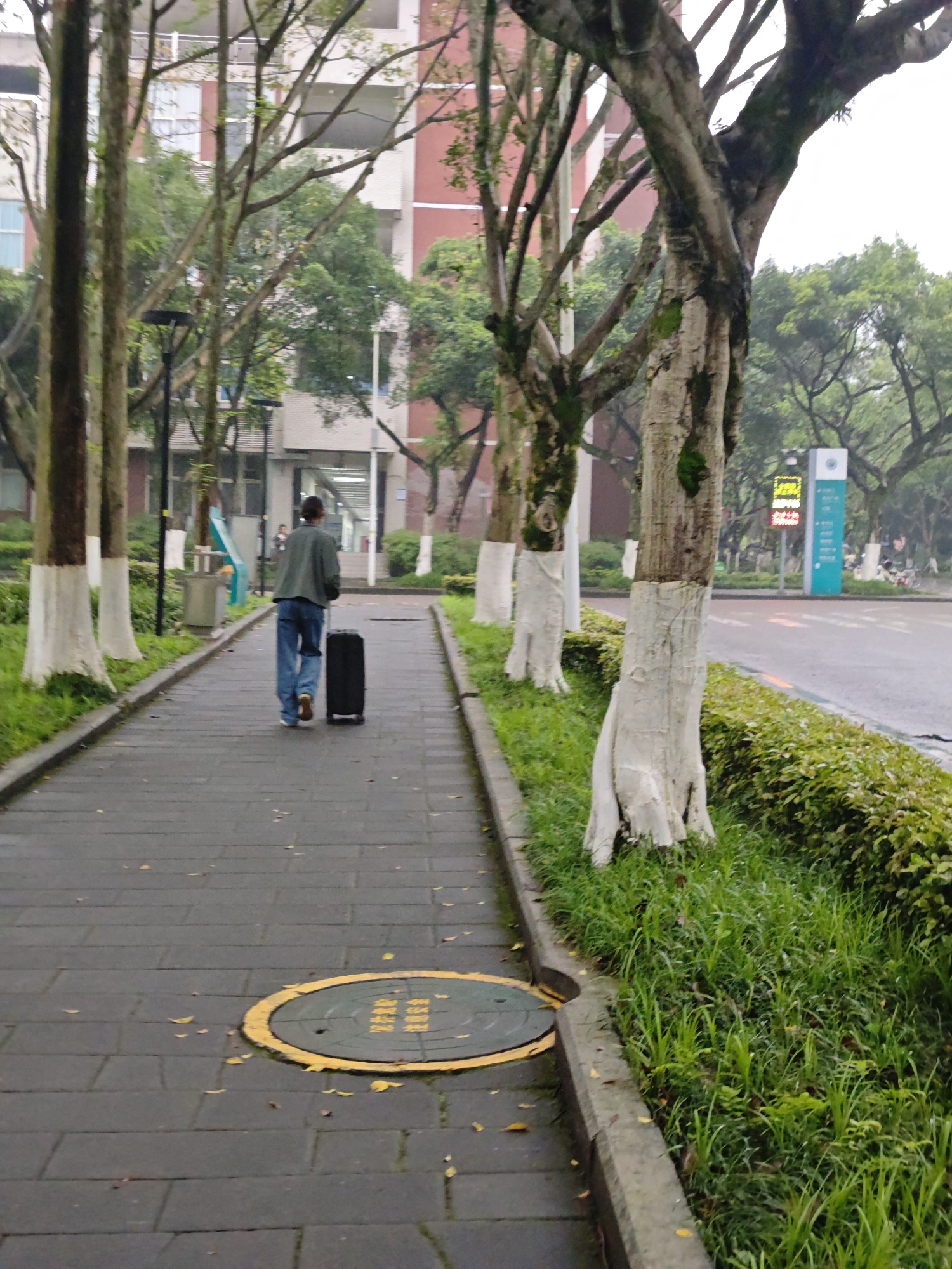 A person is walking away from the camera on a paved sidewalk in Chongqing High-tech Zone, China, pulling a black suitcase. The sidewalk is lined with trees whose trunks are painted white at the base. A road runs parallel to the sidewalk, separated by a low hedge. A sign with digital information is visible on the far side of the road. Buildings are visible in the background. The weather appears overcast or rainy. There is a manhole cover on the sidewalk with yellow paint on the rim and text.