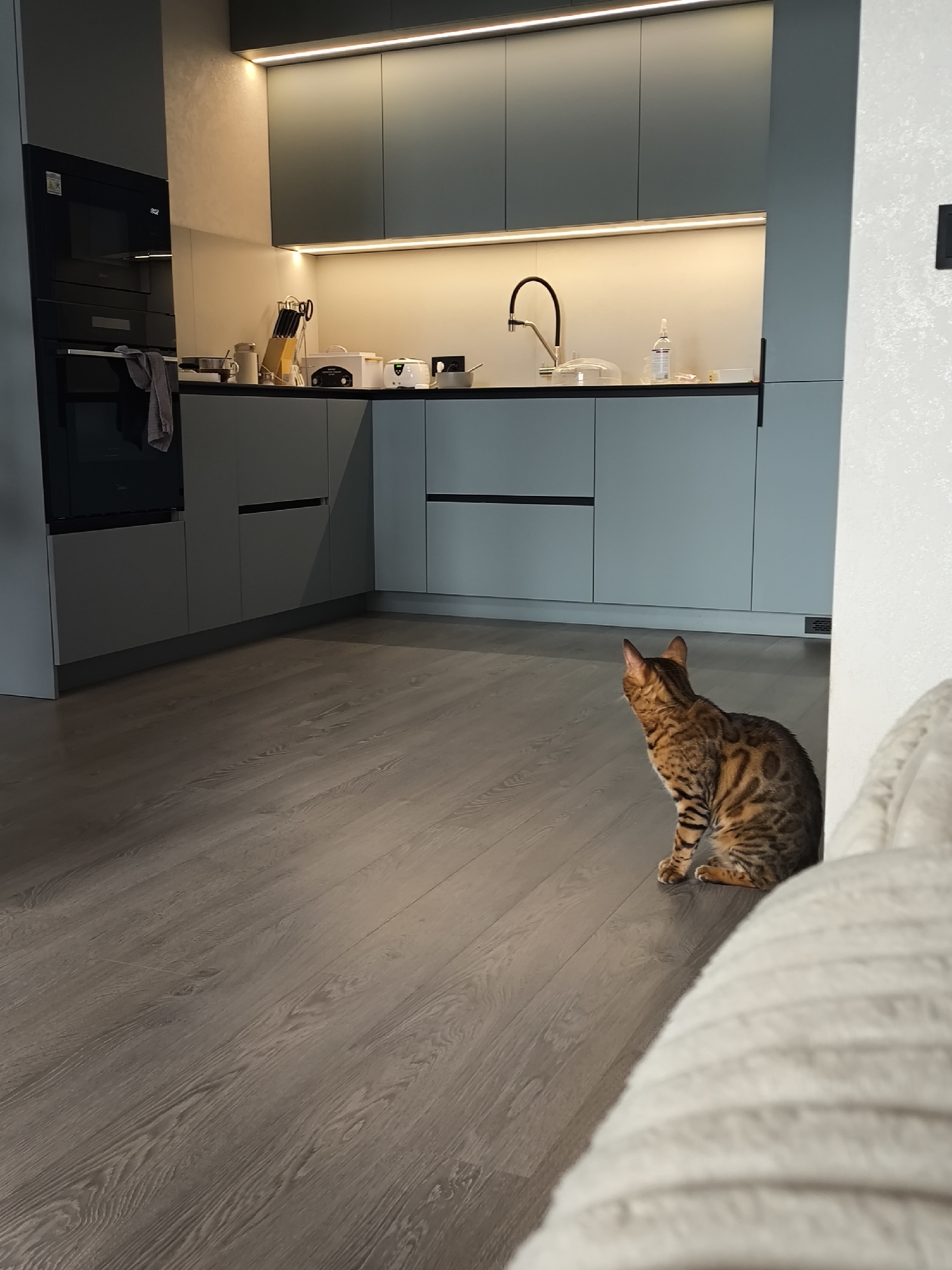 This image depicts an indoor scene, likely a residential kitchen and living area, located in Izhevsk, Russia. The primary subject is a Bengal cat, positioned in the middle right of the frame, seated on a light brown wood-grain laminate floor. The cat faces away from the camera, looking towards an L-shaped kitchen area in the background. Its fur displays distinct dark brown spots and stripes on a lighter golden-brown base.
The kitchen features modern, minimalist cabinetry in a light blue-grey hue. The upper cabinets include three flat-panel units above the countertop and two similar units integrated into a vertical stack on the left wall. Below these upper cabinets, an LED strip light illuminates a light-colored backsplash and a black countertop. A second LED strip provides ambient lighting along the top of the upper cabinets.
On the left wall, a black built-in oven and microwave stack are visible; the oven display reads "2:02". A grey cloth hangs from the oven handle. The black countertop holds various kitchen items, including a black gooseneck faucet above a sink, a clear glass dome food cover, a bottle of liquid (possibly hand sanitizer or soap), a knife block with knives and scissors, a white toaster, and a second white kitchen appliance.
The lower kitchen cabinets, also in light blue-grey, feature integrated horizontal black handles. The flooring throughout the visible area is a consistent light brown, grey-toned laminate or engineered wood. In the bottom right foreground, a portion of a light-colored, ribbed, upholstered surface, consistent with a sofa or armchair, partially frames the scene. The wall to the far right is white with a subtle textured pattern.