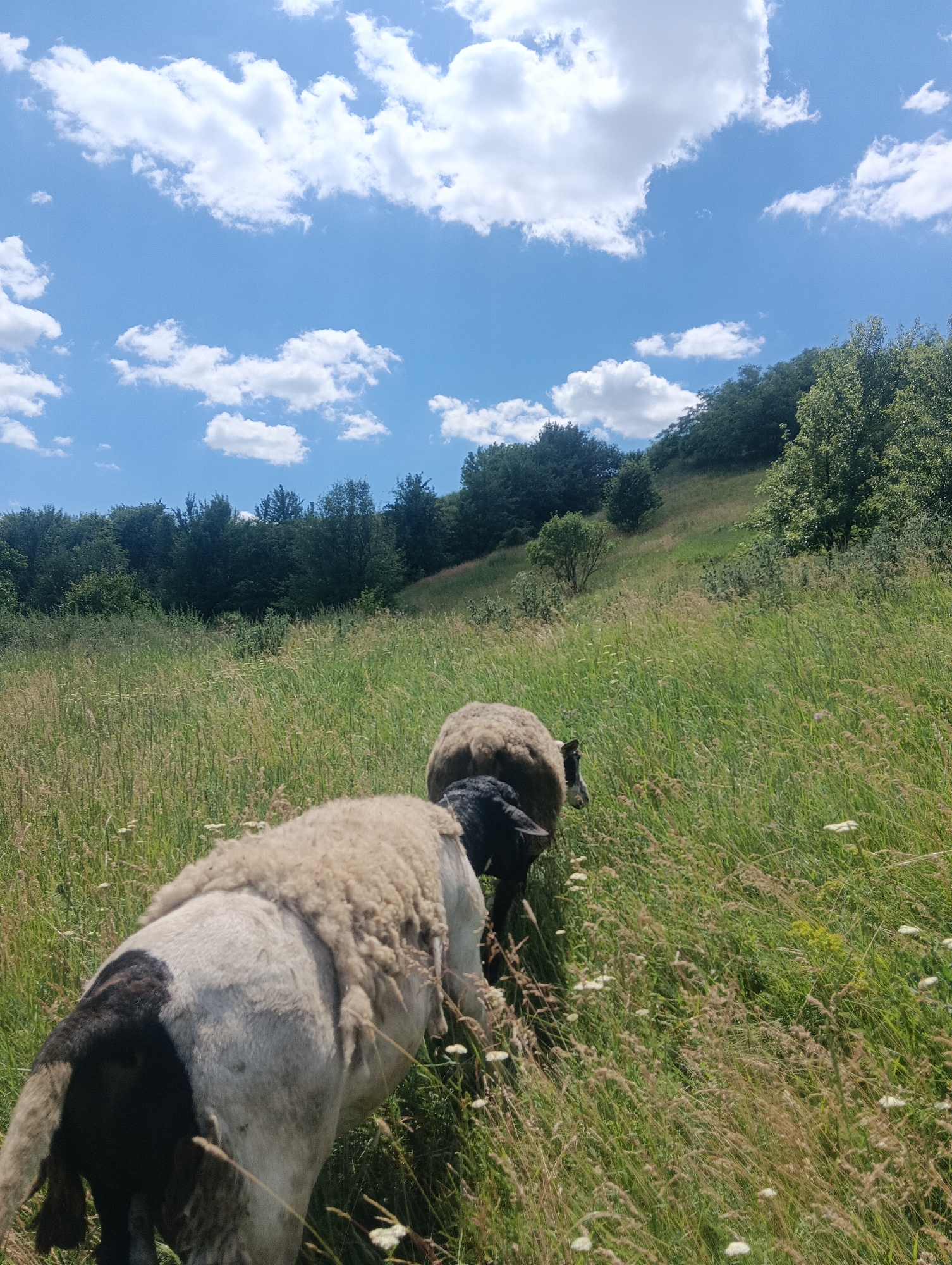 Two sheep are standing in a grassy field with trees on a hill in the background under a blue sky with white clouds. The sheep in the foreground is facing away from the camera and is mostly white with black markings on its rear. The second sheep is behind the first and is mostly dark brown with some white on its belly. The field is filled with tall grass and some small white flowers. The trees on the hill are lush and green, indicating it is likely summer. The sky is bright and sunny.