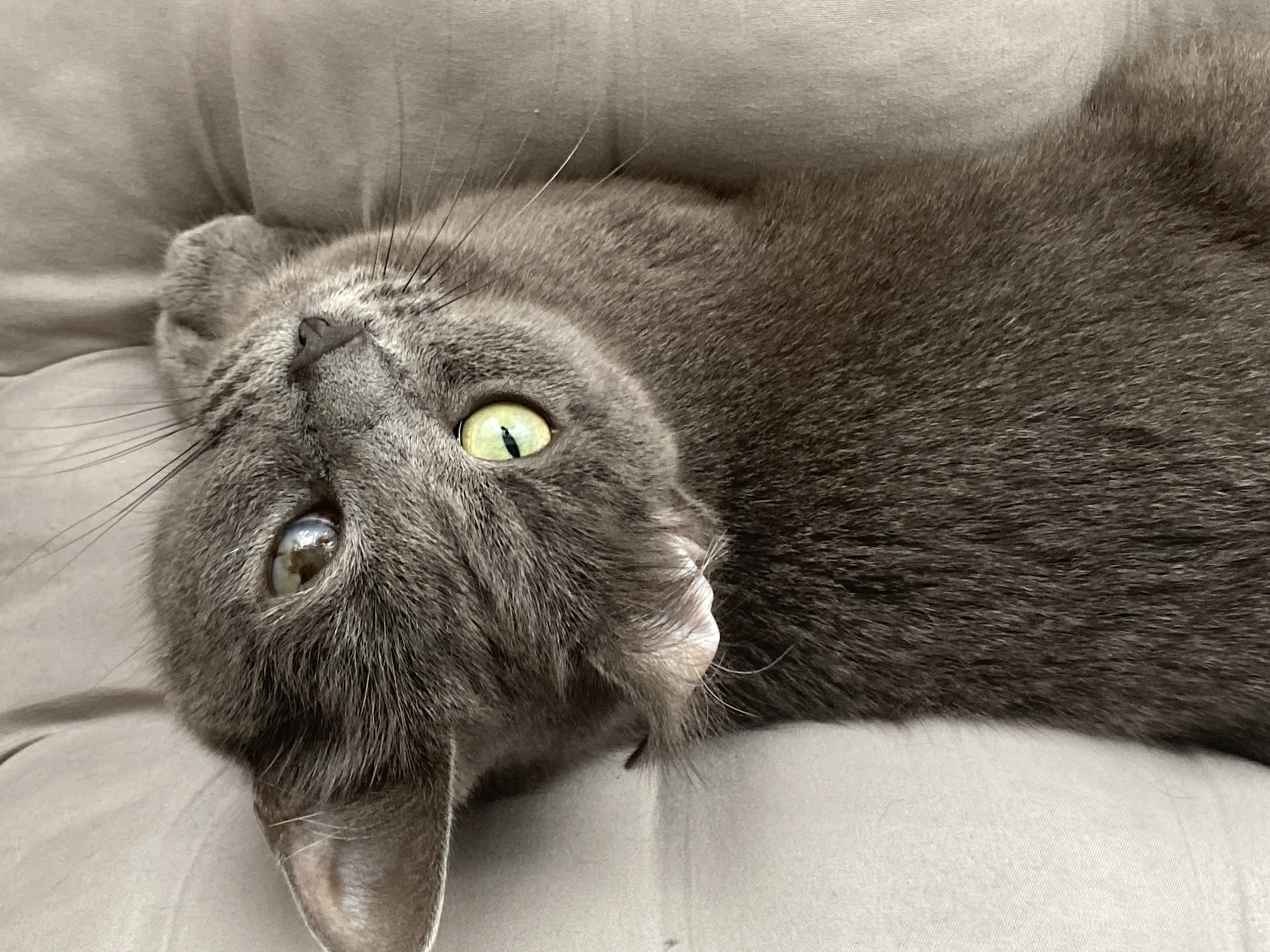 A close-up, high-angle photograph captures a domestic cat resting on a light-colored, textured fabric surface, likely a cushion or upholstered furniture. The cat exhibits heterochromia; its right eye (viewer's left) is amber/brown with a vertical pupil and reflects an interior light source, while its left eye (viewer's right) is bright green with a vertical pupil. Its fur is a solid, short-haired grey or blue-grey color. Numerous long, fine white whiskers extend from its muzzle. The cat's head is tilted, and it appears to be looking upwards and slightly towards the viewer's left. One ear is fully visible, and parts of another ear or paw are curled near the top of its head. The background fabric is a uniform light grey-beige, showing subtle folds and texture, suggesting an indoor setting. The lighting is soft and even.