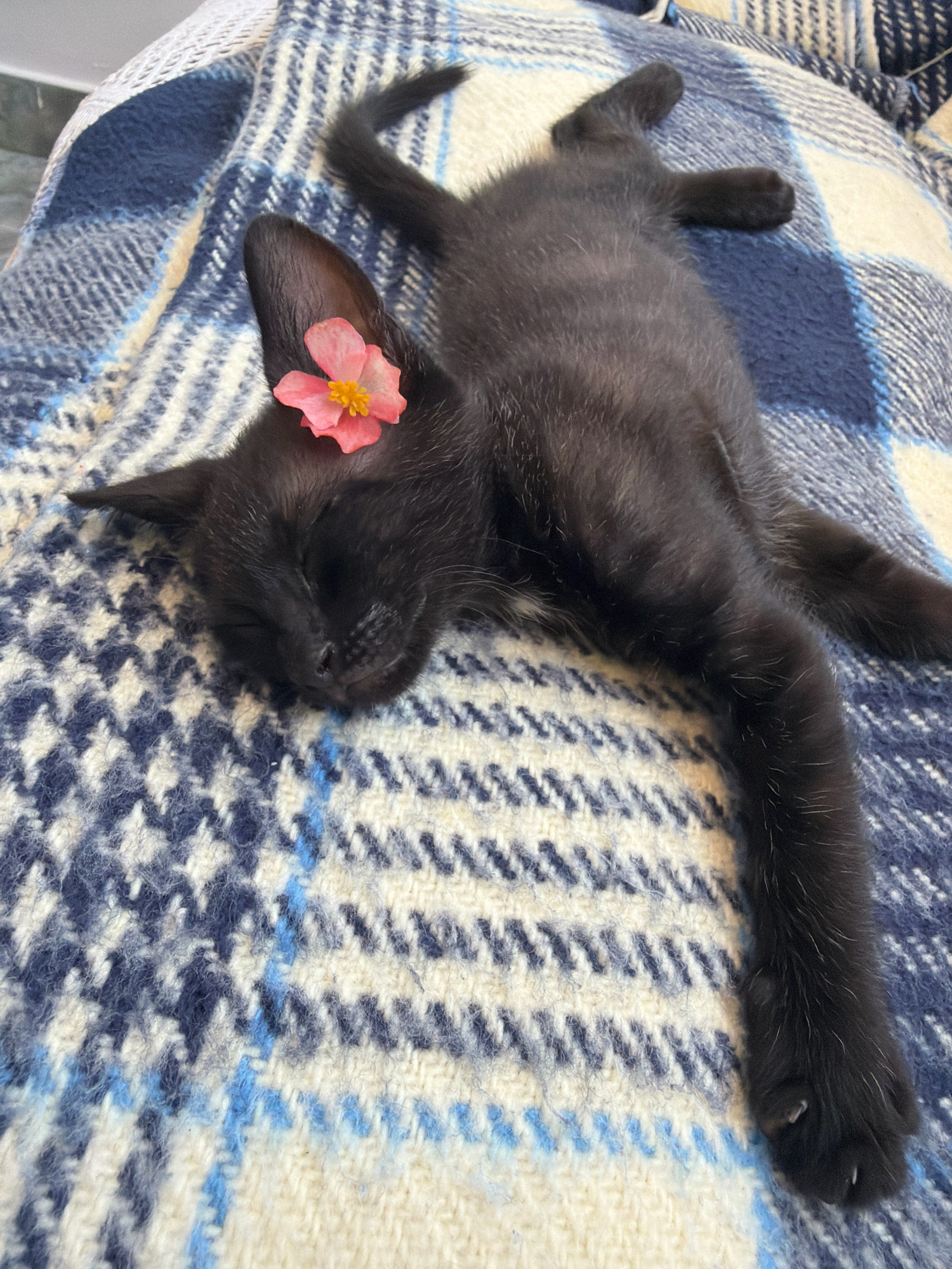 A black kitten is sleeping on a blue and white plaid blanket. A small pink flower is placed on top of its head. The kitten is lying on its back with its legs spread out. The blanket is soft and textured, with a pattern of blue and white plaid. The scene appears to be indoors, possibly in a home environment. There is no indication of the specific location within Podgorica, Montenegro.