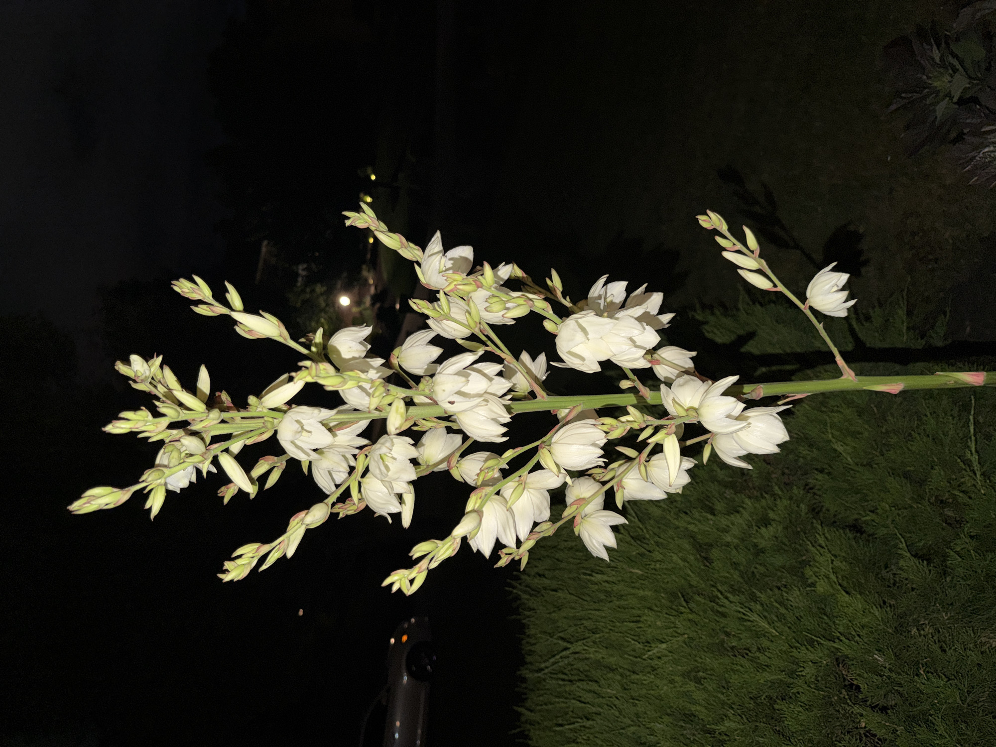 A yucca plant with white bell-shaped flowers on a tall stalk is illuminated by artificial light against a dark night sky. The plant is positioned in the foreground, with its green foliage visible to the left and a dark, out-of-focus background. A car is partially visible on the left side of the image. The scene appears to be a residential area in North Strabane Township, USA.