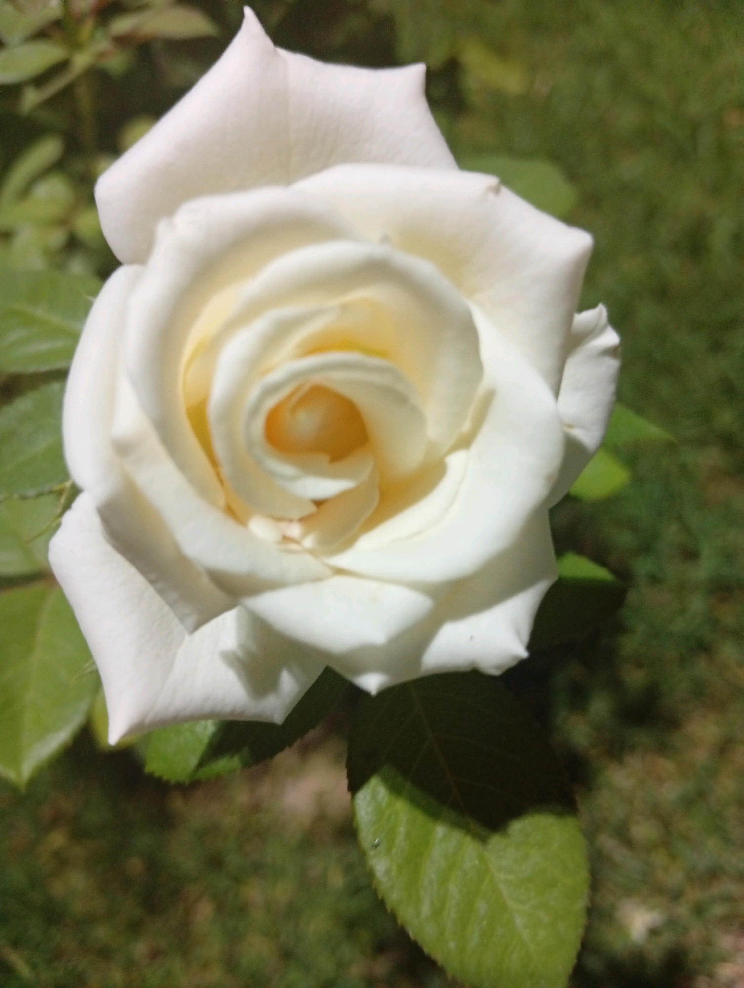 A white rose is the main subject of the image, its petals unfurling in a spiral pattern, revealing a soft yellow center. The rose is in full bloom and appears to be outdoors, surrounded by green foliage and a blurred grassy background. The lighting suggests it is daytime, with sunlight highlighting the delicate texture of the petals. The scene is one of natural beauty, likely captured in a garden or park. This image has no specific identifiable location in Onikişubat, Turkey, or any other city.