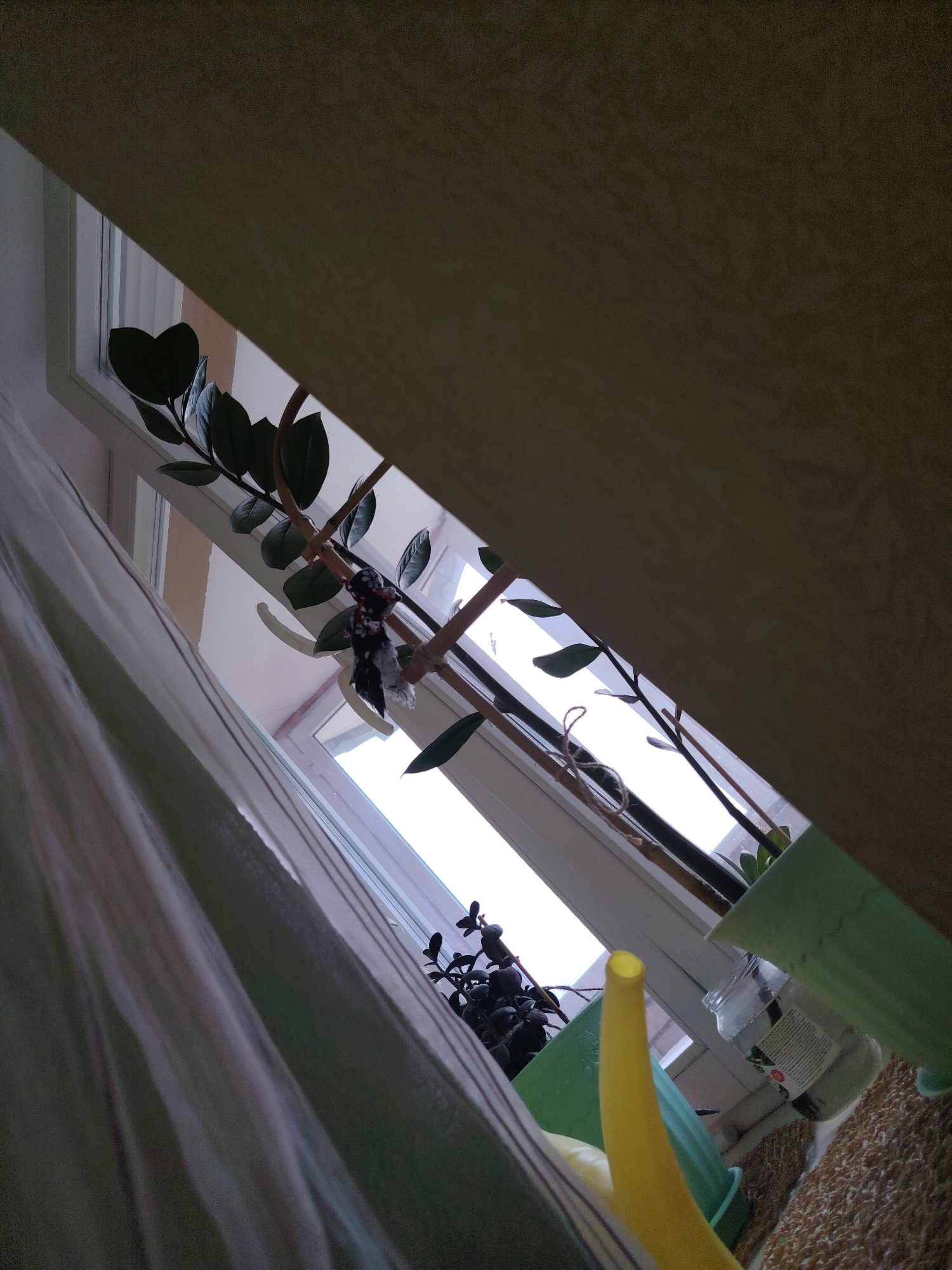 The image shows a view from inside a room, looking upwards through a window. The window frame is visible, and through it, the sky appears bright, suggesting daytime. There are several houseplants on the windowsill. One plant has dark green, glossy leaves on thin stems, and a small, black and white patterned cloth is tied to one of the stems. Another plant with smaller, darker leaves is also visible. Two green plastic pots are present, one containing a plant and another empty. A bright yellow plastic funnel is also on the windowsill. A white curtain is partially visible on the left side of the image. The overall impression is of an indoor setting with plants near a window. There is no specific indication of the location being Chaikovsky, Russia, as the scene is a generic interior view.