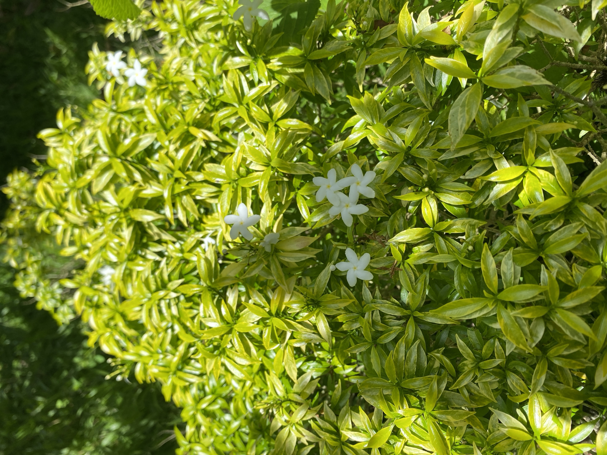 The image shows a close-up of a bush with bright green leaves and small white, star-shaped flowers. The bush appears to be healthy and densely packed. The location is Jantho, Indonesia. No people are visible. The scene is bathed in sunlight.