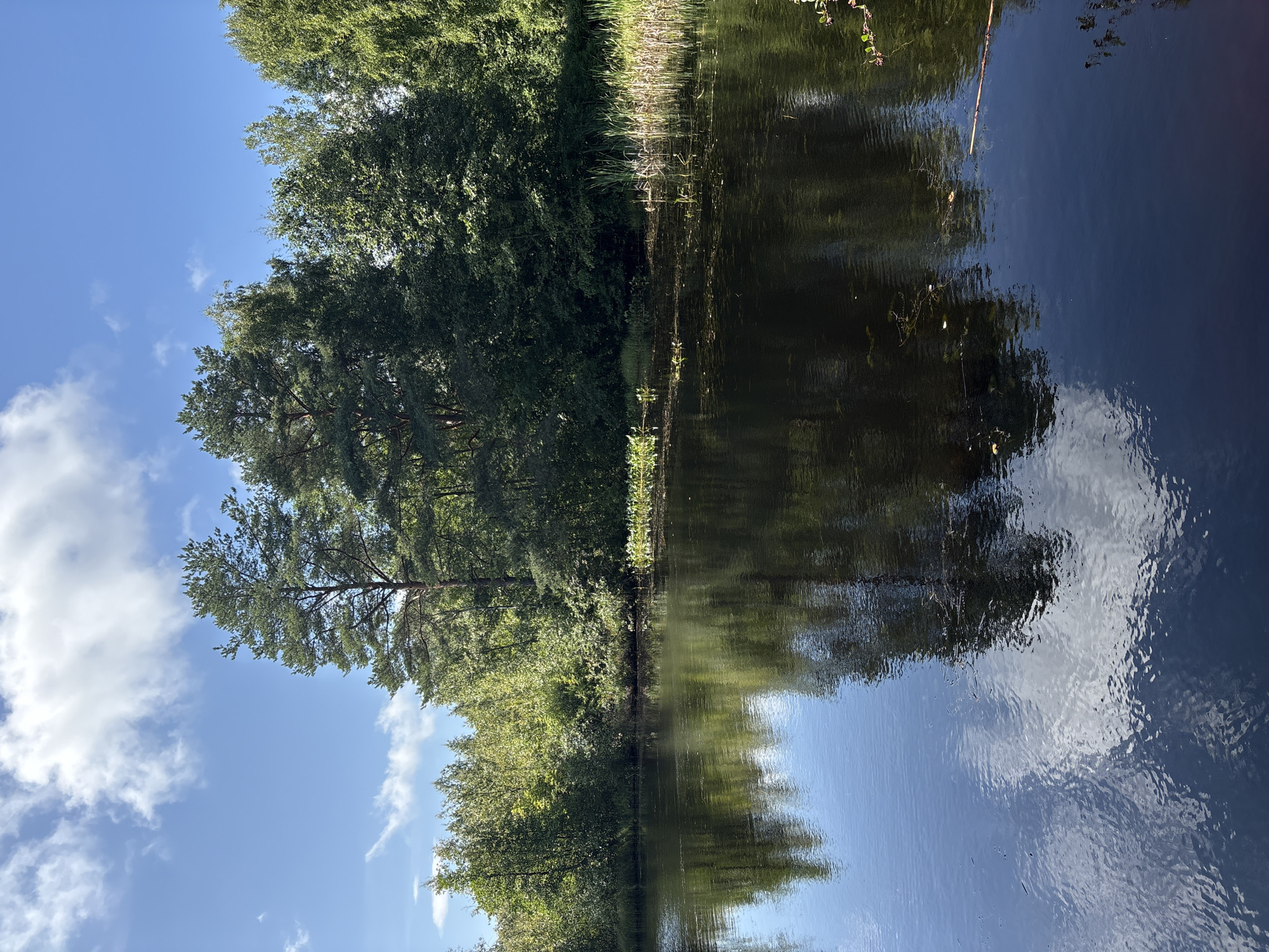 The image depicts a tranquil natural scene in Beloostrov, Russia, featuring a dark, reflective body of water bordered by lush green trees and vegetation. The sky above is a clear blue, dotted with fluffy white clouds that are mirrored on the water's surface. Tall pine trees and a variety of deciduous trees form a dense forest line along the far bank of the water. Reeds and aquatic plants are visible along the edge of the water, adding to the natural ambiance. The water itself appears calm, with gentle ripples disturbing the reflections of the sky and trees. A fallen branch or log is partially submerged in the water in the foreground. The overall impression is one of a serene, undeveloped natural landscape within or near Beloostrov.