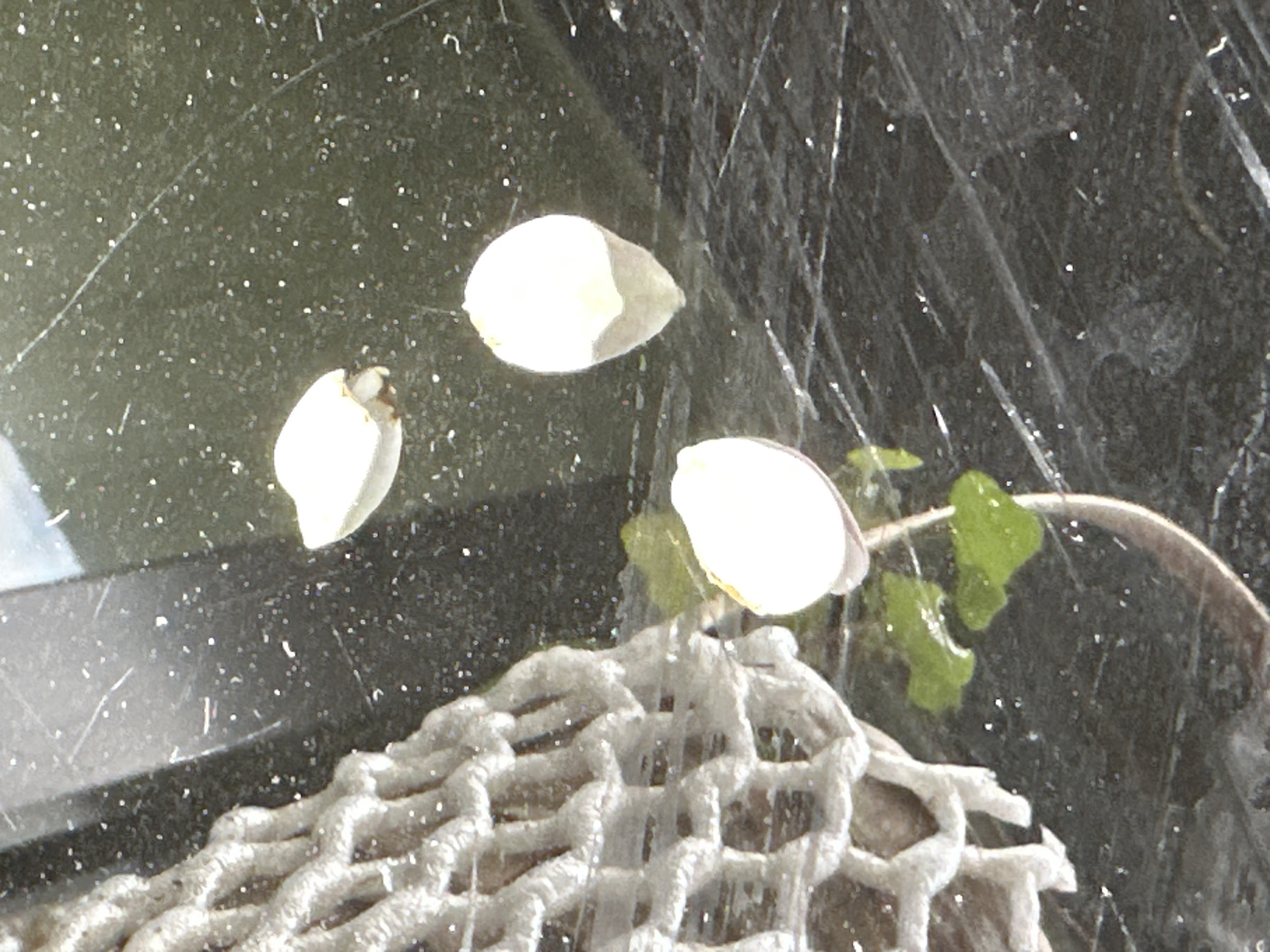The image shows three white, petal-like objects and some green foliage on a dark, reflective surface that is speckled with small white particles and streaked with fine lines. To the left of the frame is a close-up of a textured, white, mesh-like object. The overall impression is of a still life, possibly arranged outdoors or near a window given the reflected light. The specific location within the city of Krefeld, Germany, cannot be determined from the visual information provided.