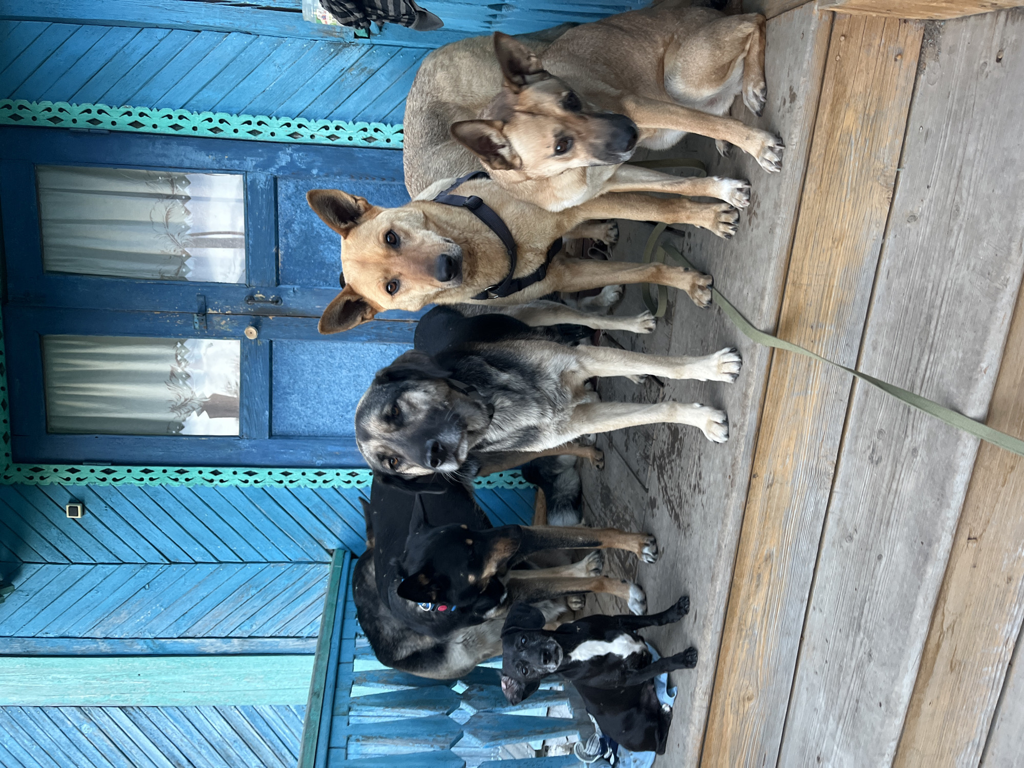 The image shows six dogs on a wooden porch in front of a blue door and window. The two largest dogs are light brown and lying down on top of each other. One of them wears a black harness and is attached to a green leash. Below them is a grey and brown dog, followed by a black and brown dog. At the bottom of the picture are two small black and white puppies. The porch is made of weathered wooden planks. The blue door and window have decorative trim. The location is Nizhny Tagil, Russia.