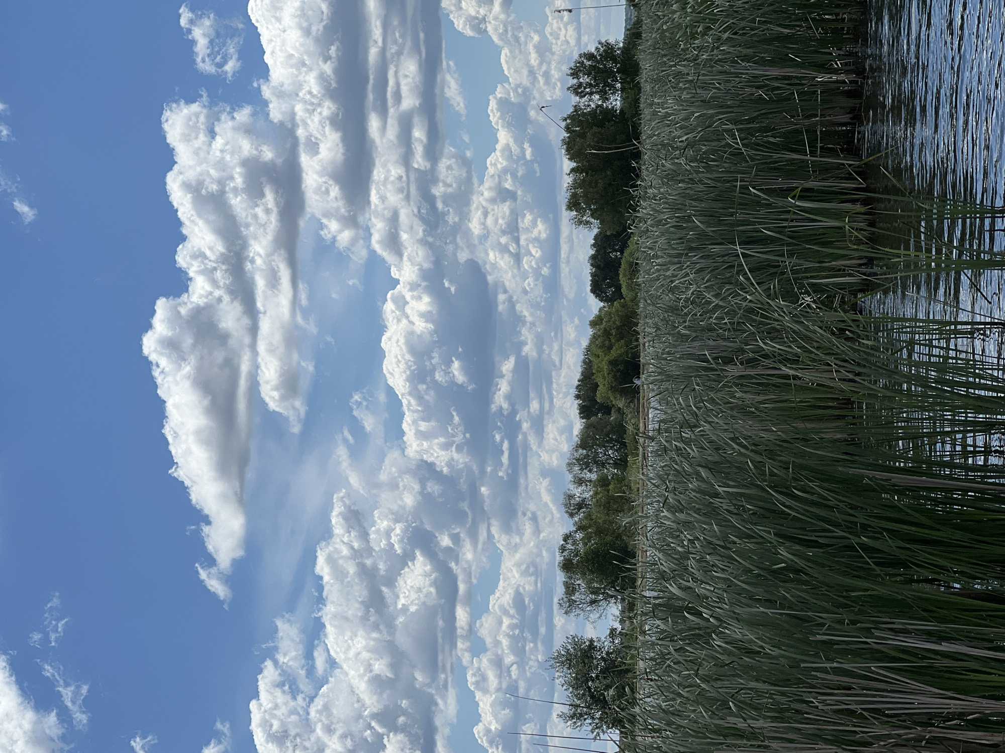 The image depicts a landscape with a combination of natural elements. The sky is predominantly filled with large, puffy white clouds against a blue backdrop. Closer to the horizon, there is a dense line of tall green reeds or grasses. Beyond the reeds, a dark band of trees runs along the horizon. The reeds appear to be growing in water, as reflections of the sky and clouds are visible on the water's surface. The image is taken in the daytime. The specific location in Rudky, Ukraine cannot be determined from the image. There are no people, specific objects, actions, or interactions visible in the image.