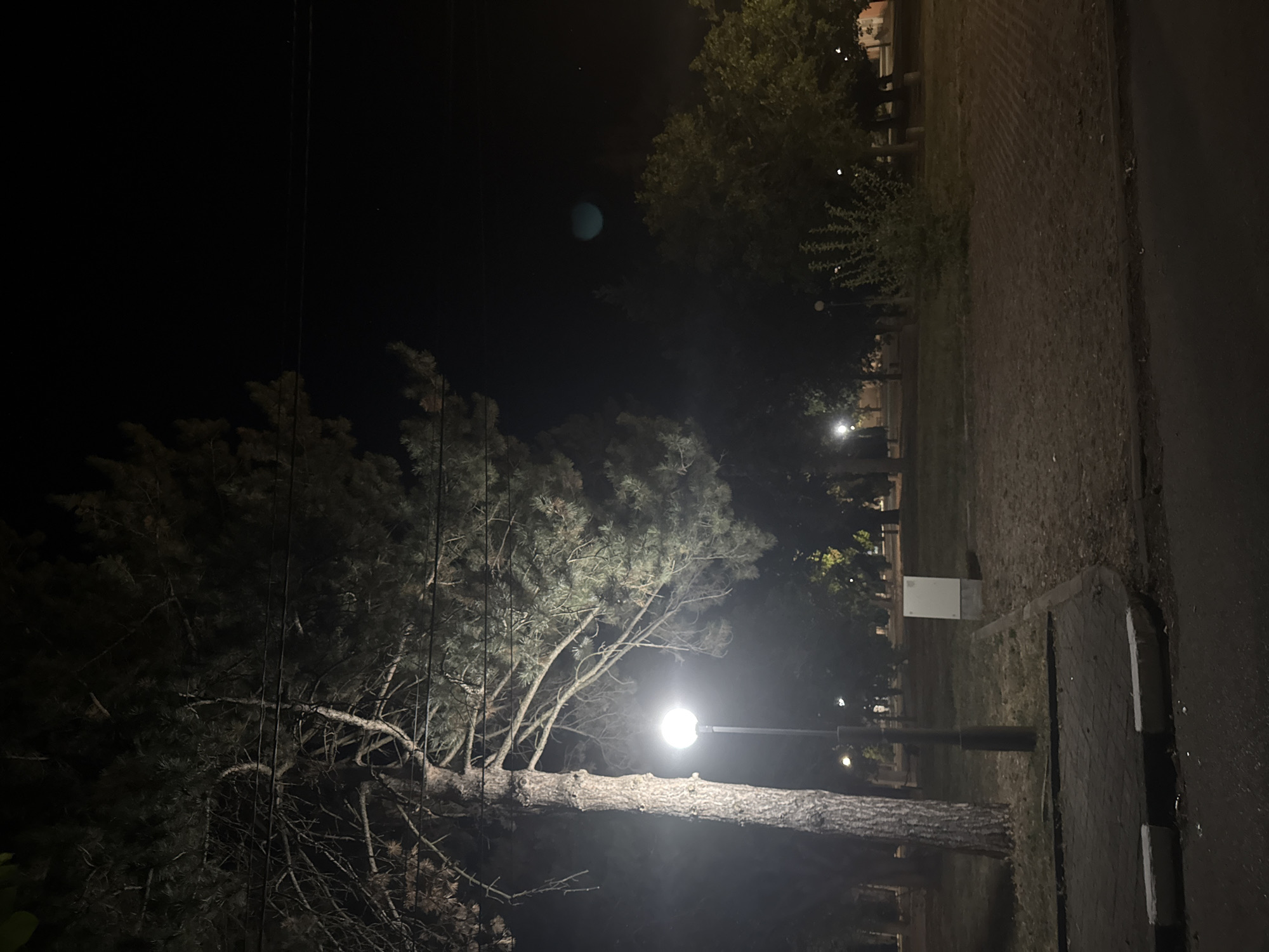 A nighttime scene captures a park area in Vasilovtsi, Bulgaria, illuminated by a streetlamp. The foreground features a paved walkway with concrete curbs bordering a grassy area. A tall, textured tree trunk stands prominently to the left, its branches extending upwards and to the right, partially obscuring the dark sky. The streetlamp, situated to the right of the tree, emits a bright white light. Beyond the immediate area, a park with scattered trees and a light-colored rectangular structure is visible. The environment suggests a public space, likely a park or square, at night.