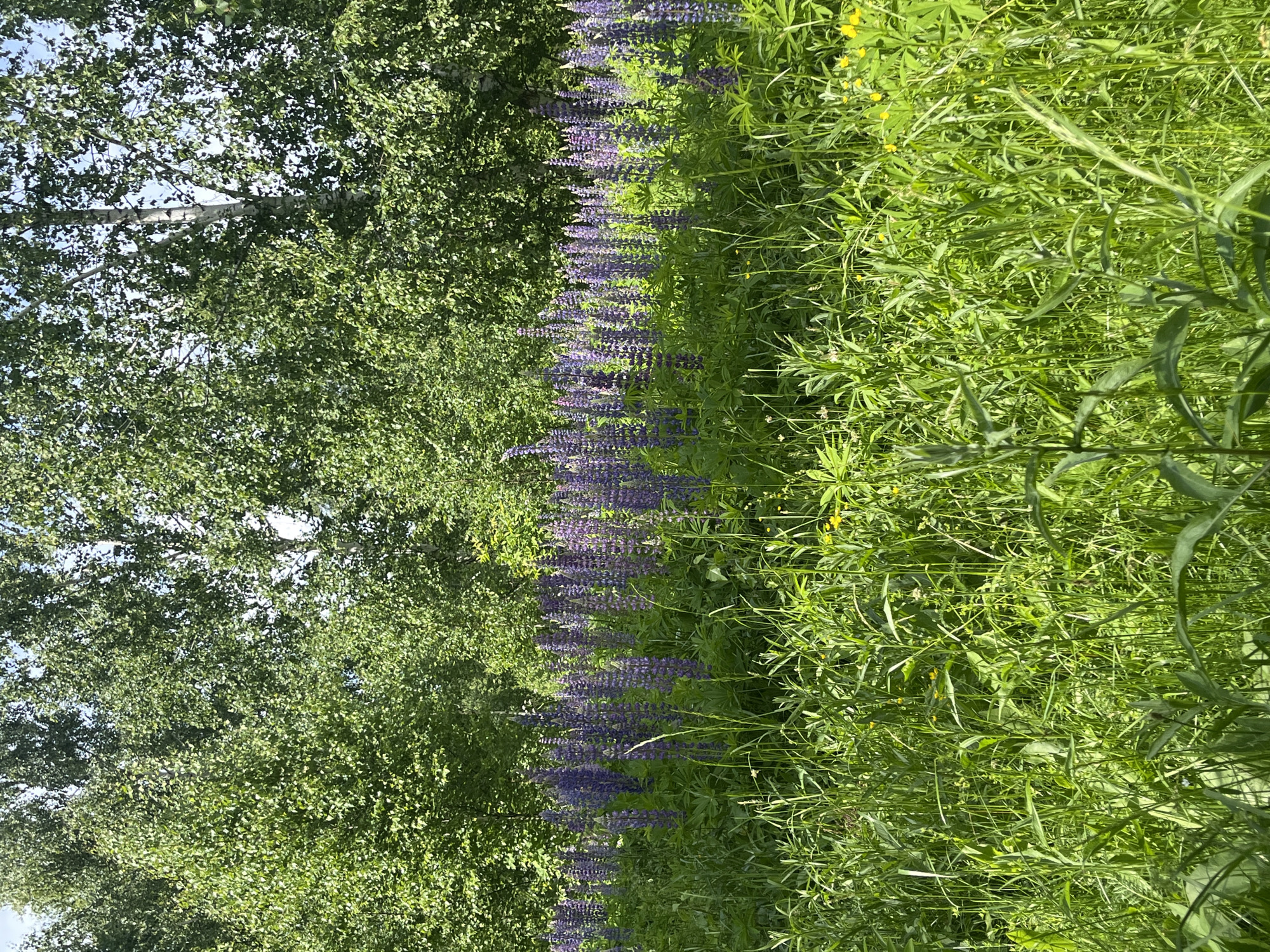 The image depicts a field of purple lupine flowers in bloom, set against a backdrop of lush green trees. In the foreground, tall green grass is visible, with a few small yellow flowers interspersed. The trees in the background appear to be birch trees, indicated by their distinctive white bark. The scene is bathed in natural daylight, suggesting it was taken on a clear day. The location is identified as Vasilyevo, Russia, a city in the Republic of Tatarstan. No people or specific actions are depicted in the image.