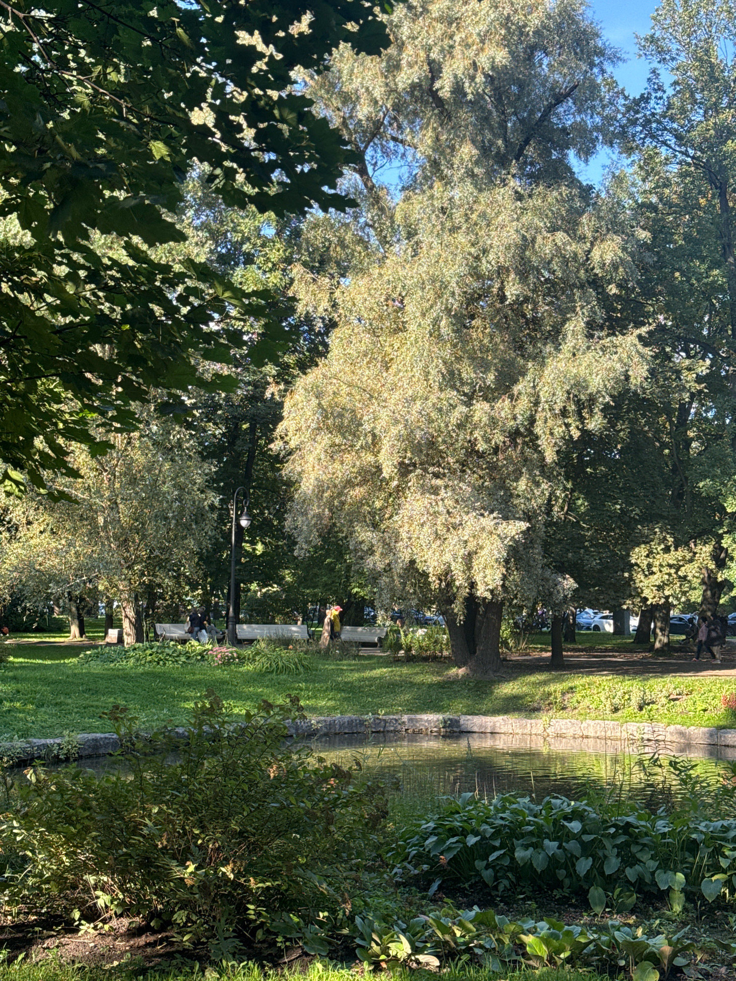The image depicts a serene park scene in Saint Petersburg, Russia, likely during late summer or early autumn, given the dappled sunlight and the appearance of the foliage. In the foreground, a calm pond reflects the surrounding greenery and the clear blue sky. Lush vegetation, including hostas, grows along the pond's edge.
Beyond the pond, a well-maintained lawn stretches towards a line of park benches, some of which are occupied by people. A black lamppost stands near the benches, suggesting a public park setting. Mature trees dominate the mid-ground and background, with a large tree prominently featuring lighter-colored leaves, catching the sunlight and creating a striking visual contrast with the darker foliage of its neighbors.
In the distance, through the trees, glimpses of parked cars and a street are visible, indicating the park's proximity to an urban area. Several individuals are seen walking and sitting on benches, engaged in typical park activities. The overall atmosphere is one of tranquility and natural beauty, characteristic of Saint Petersburg's many green spaces.