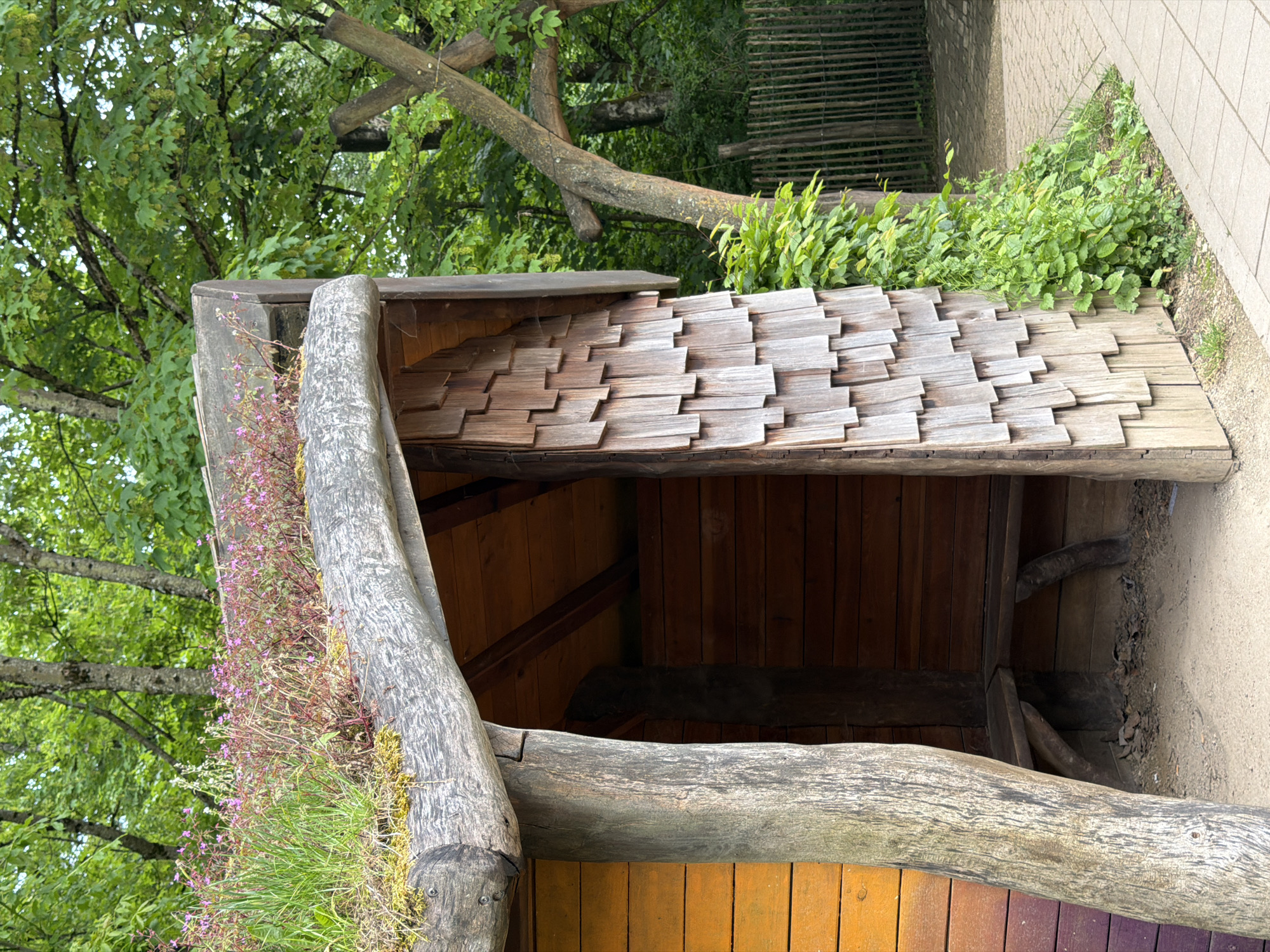 This image shows a wooden structure with a shingled roof in Esch-sur-Alzette, Luxembourg. The roof features overlapping wooden shingles of varying light and dark tones. Thick, round logs form the vertical supports and horizontal beams of the structure, with vegetation including grass and purple flowers growing atop one section. The walls of the structure appear to be made of vertical planks with an orange and purple color scheme at the base. The surrounding environment consists of trees with green foliage, a fence, and a paved pathway.