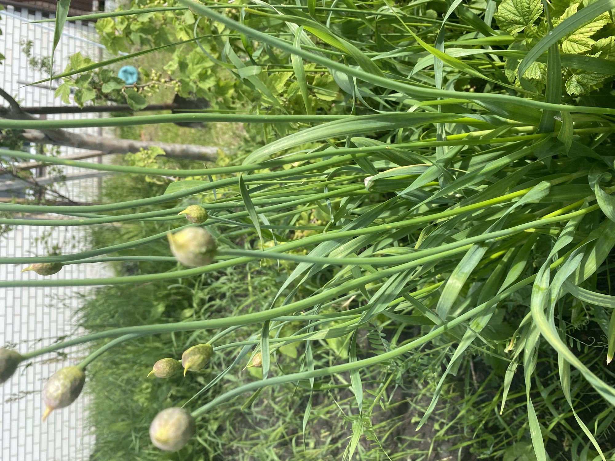 The image, set in Tyumen, Russia, provides a close-up view of a vibrant green garden scene under bright daylight. The foreground and mid-ground are densely filled with numerous long, slender, grass-like green stems, characteristic of an allium species such as chives or wild garlic. Many of these stems bear distinct, spherical, light green to yellowish flower buds or developing seed pods at their tips, which are visible in various stages.
In the background, a mix of other green plants can be seen, some with broader, possibly serrated leaves, and a small, partially obscured blue object, resembling a plastic cup or pot, is nestled among them. Further back, human-made structures are discernible, including a white brick wall and wooden elements, suggesting a residential garden or yard setting.
The scene is illuminated by direct sunlight, indicating a clear, sunny day. No people or visible text are present. The photograph appears to be rotated 90 degrees clockwise, causing the naturally vertical plant stalks to run horizontally across the frame. The overall impression is one of lush, healthy plant growth in a cultivated environment.