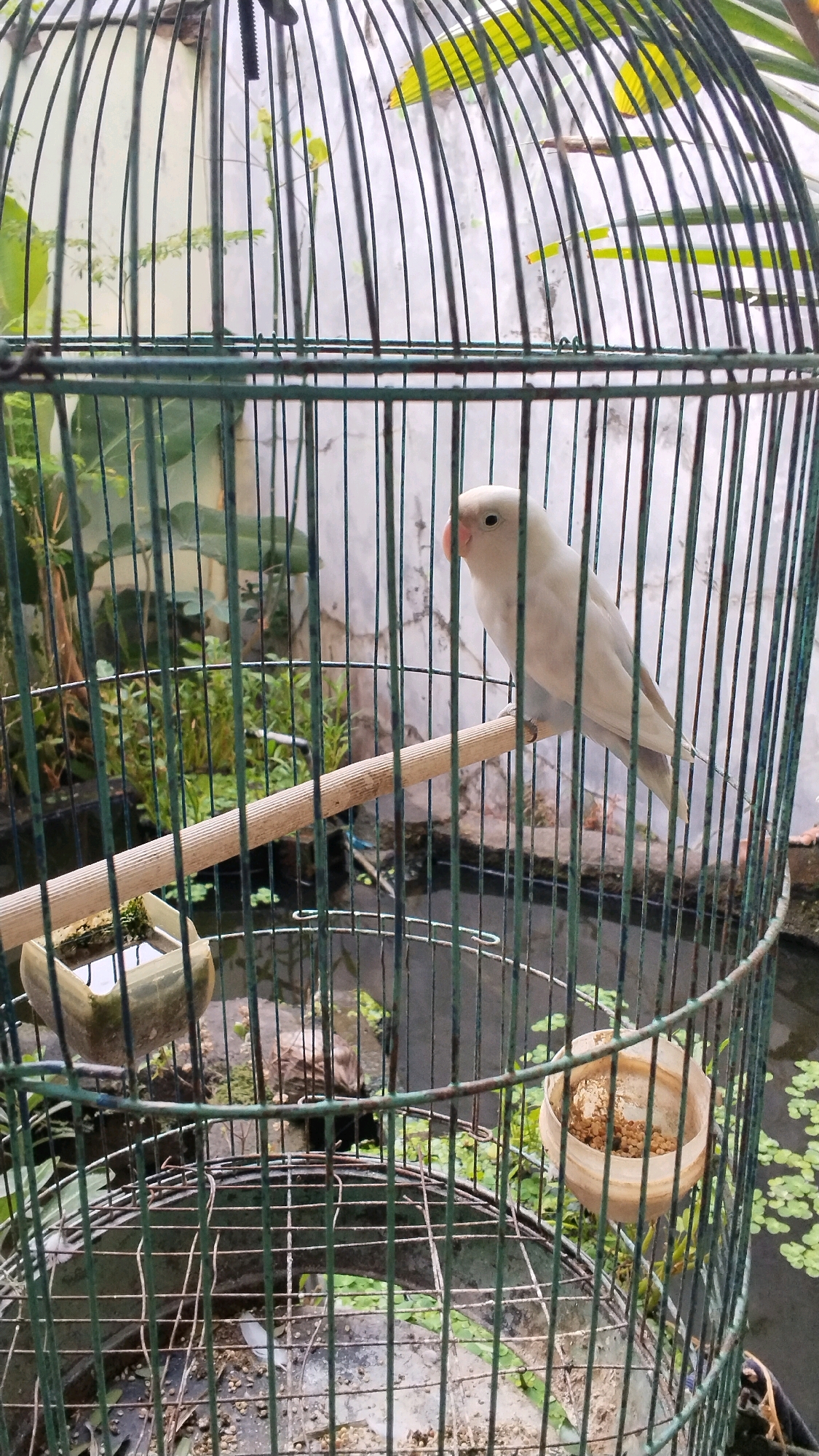 A pale, white lovebird is perched on a wooden dowel inside a green metal birdcage. The bird faces to the left, with its beak slightly open and one eye visible. The cage bars are vertical and curved at the top, forming a dome. To the left of the bird, attached to the cage, is a small, square, clear plastic container with some water inside. To the right, a round, beige plastic feeder is hanging, containing birdseed. The background visible through the cage bars shows greenery, a body of water with lily pads, and a light-colored wall. The image is taken outdoors, likely in Penompo, Indonesia, given the presence of lush vegetation and the warm lighting. The overall impression is of an aviary or a backyard setting.