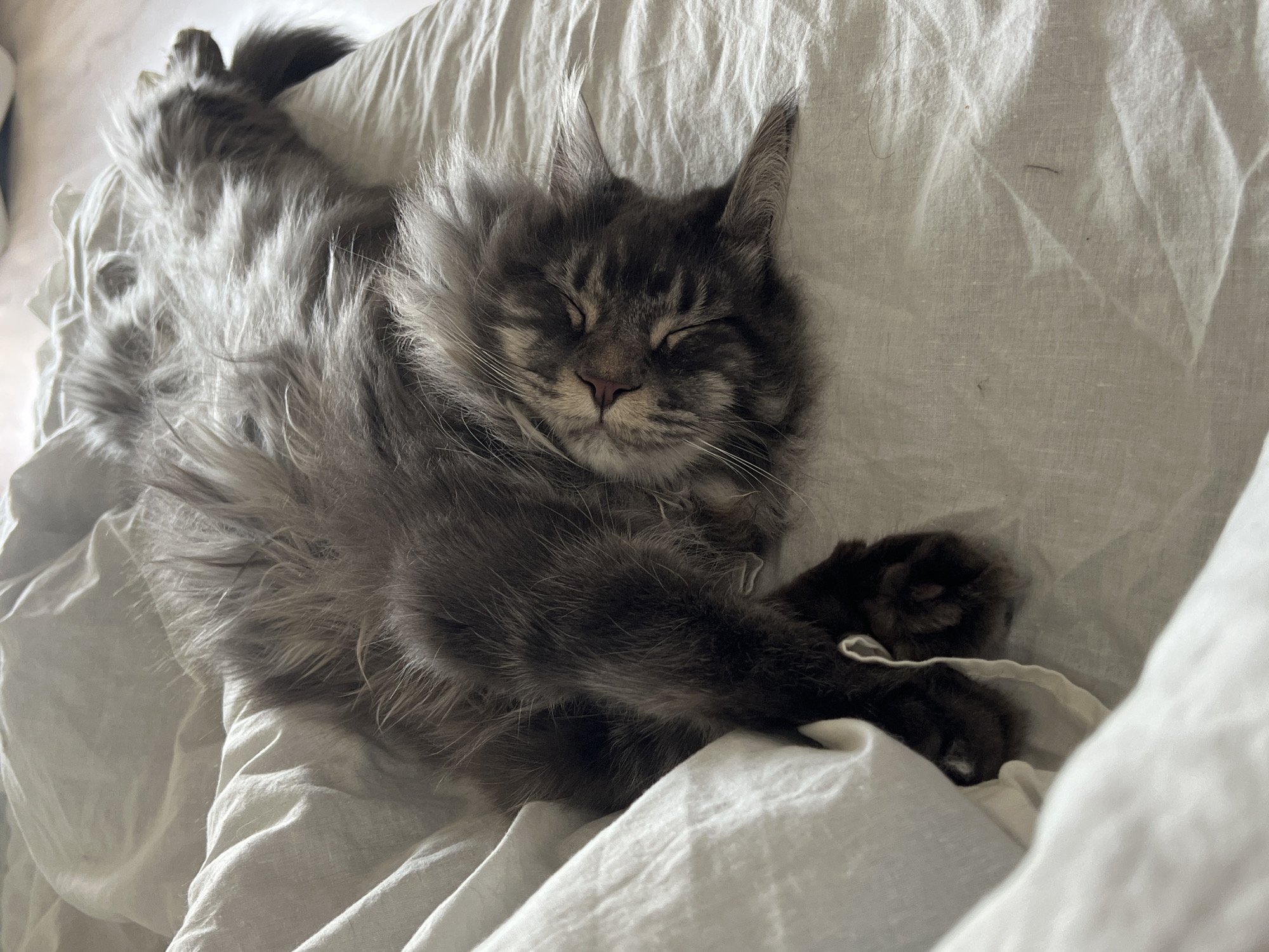 A gray and white Maine Coon cat is sleeping on a white linen surface. The cat is lying on its side with its eyes closed and paws curled. The linen is wrinkled. The location is unknown.