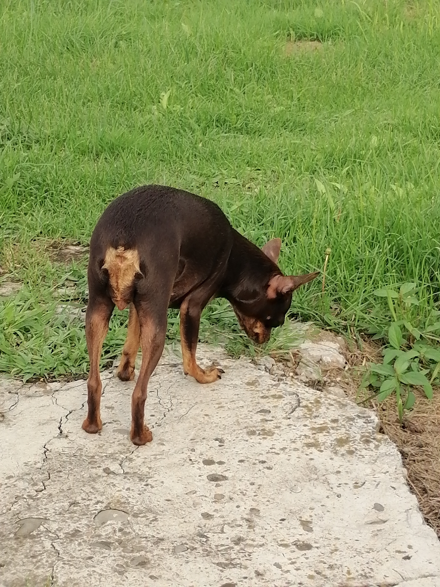 A small, dark brown dog with tan markings on its tail and legs stands on a cracked concrete surface. The dog is facing away from the camera, with its head lowered as if sniffing the ground. Lush green grass is visible in the background. The scene appears to be outdoors in a rural or suburban setting, possibly in Novopokrovka, Russia, given the typical vegetation and paved surfaces found in such locations.